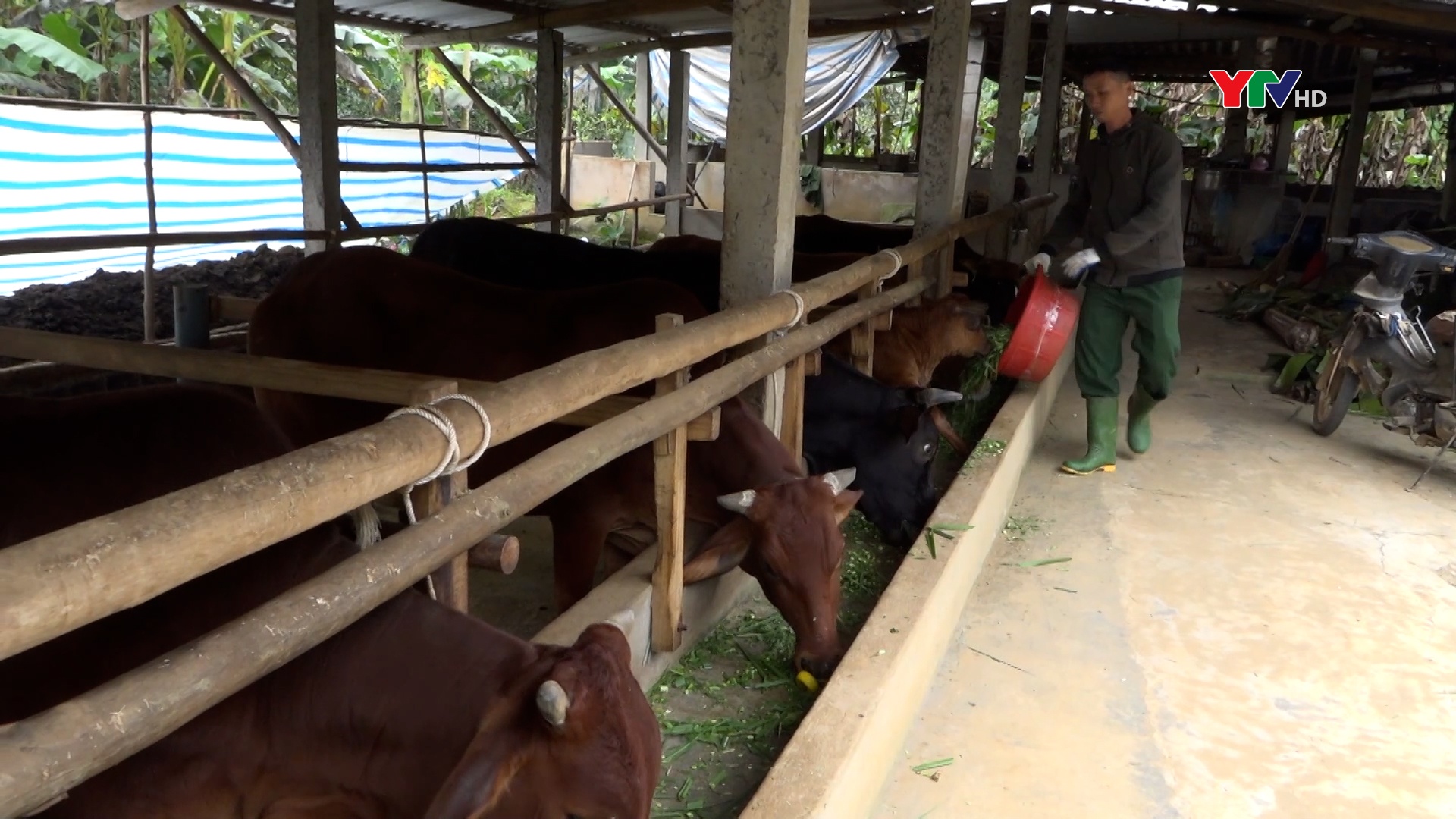 Nông dân Văn Chấn chủ động phòng chống rét cho đàn vật nuôi