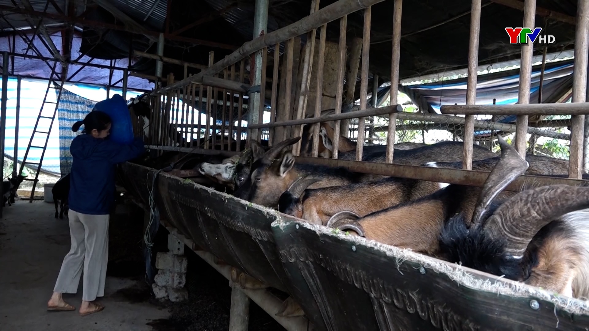 Yên Bình chú trọng phát triển các mô hình kinh tế góp phần giảm nghèo bền vững