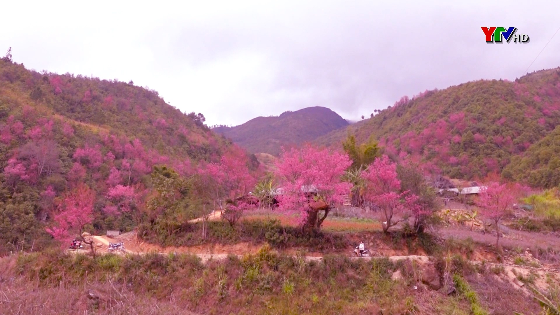 Rực rỡ sắc hoa đào rừng ở huyện vùng cao Mù Cang Chải