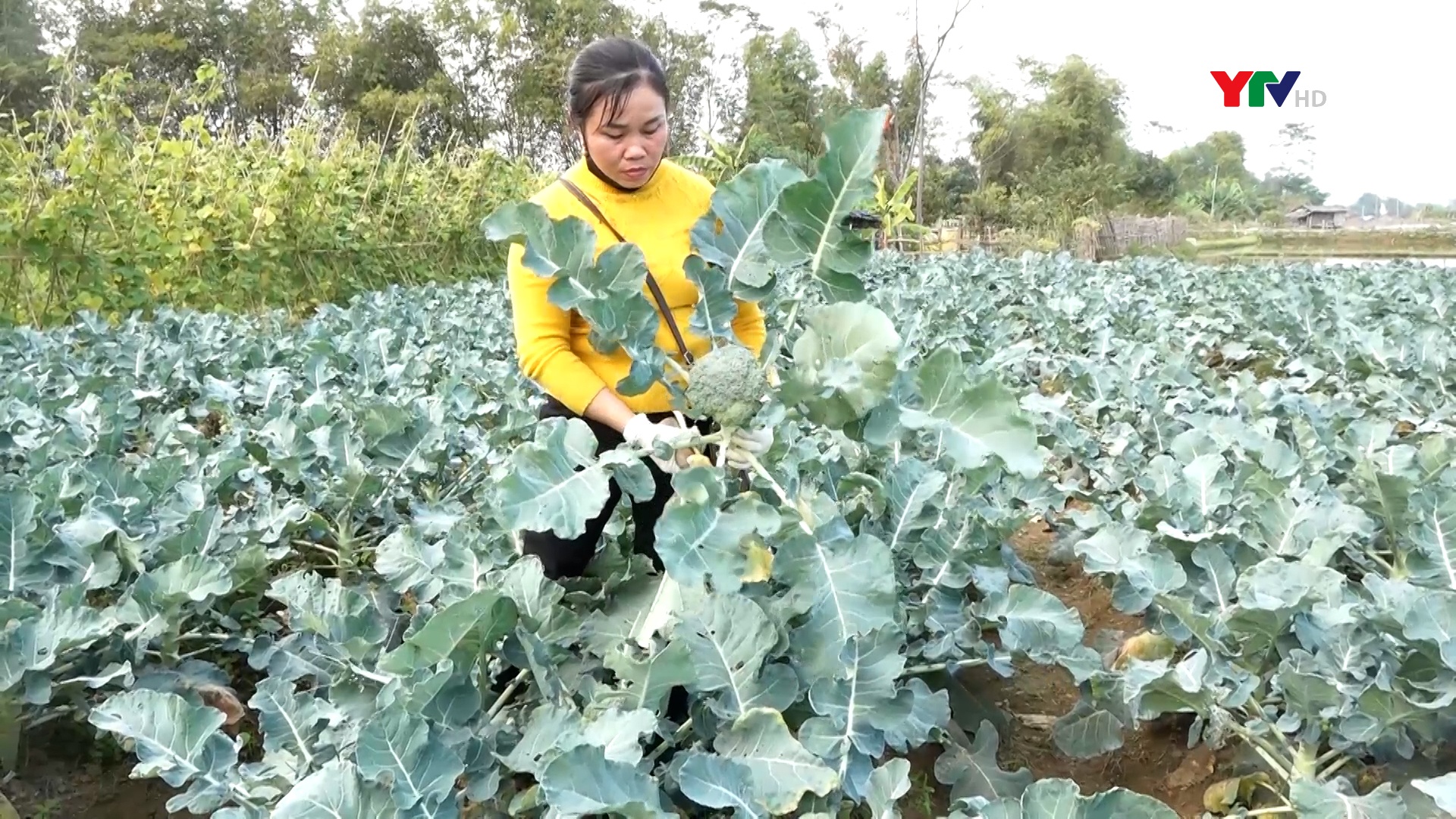 Nông dân thị xã Nghĩa Lộ đẩy mạnh thu hoạch cây rau màu vụ đông
