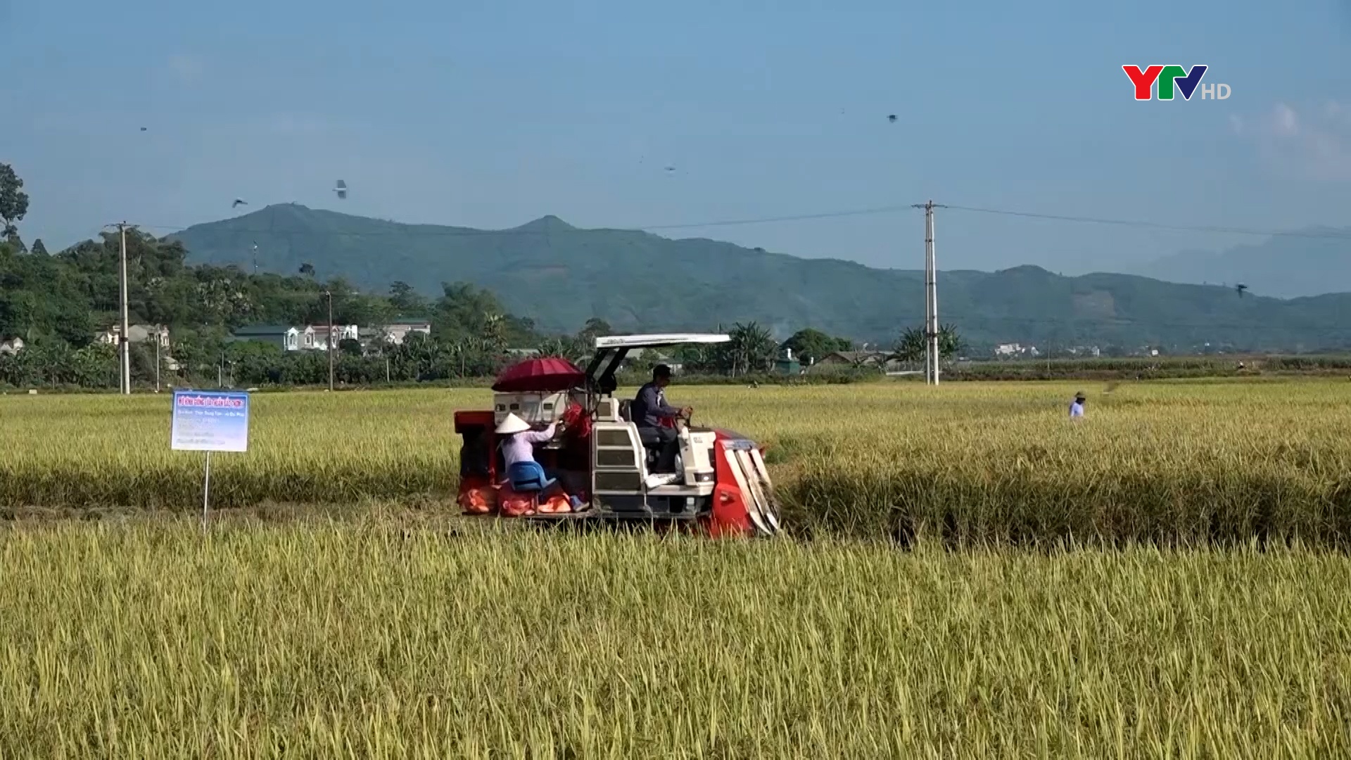 Văn Yên: Nông nghiệp phát huy vai trò trụ đỡ của nền kinh tế