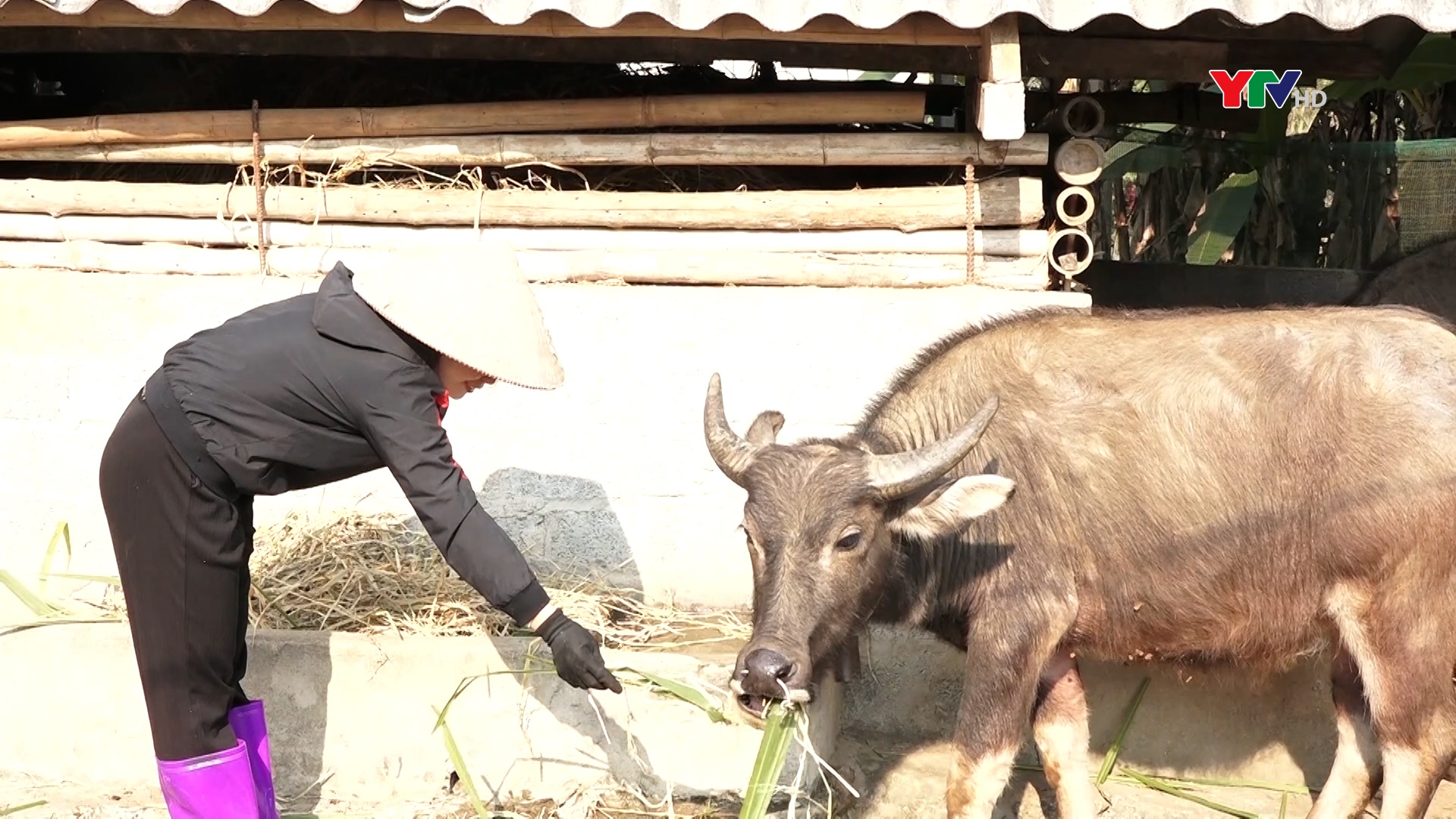 Lục Yên tăng cường phòng chống đói, rét cho đàn vật nuôi