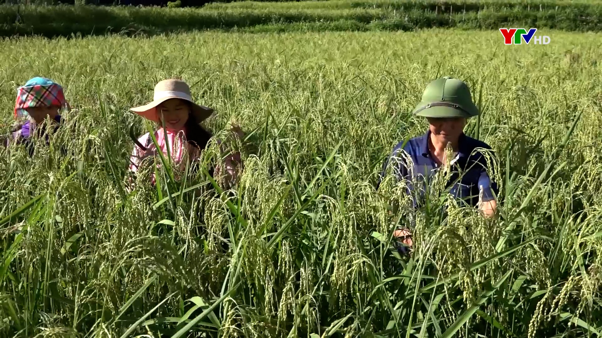Chuyển biến tích cực trong tái cơ cấu ngành nông nghiệp ở Văn Chấn