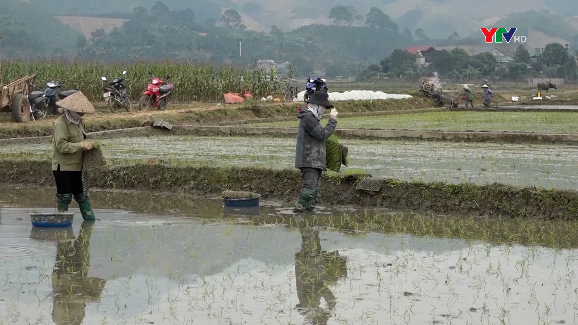Nông dân Văn Yên gieo cấy gần 2.000 ha lúa xuân