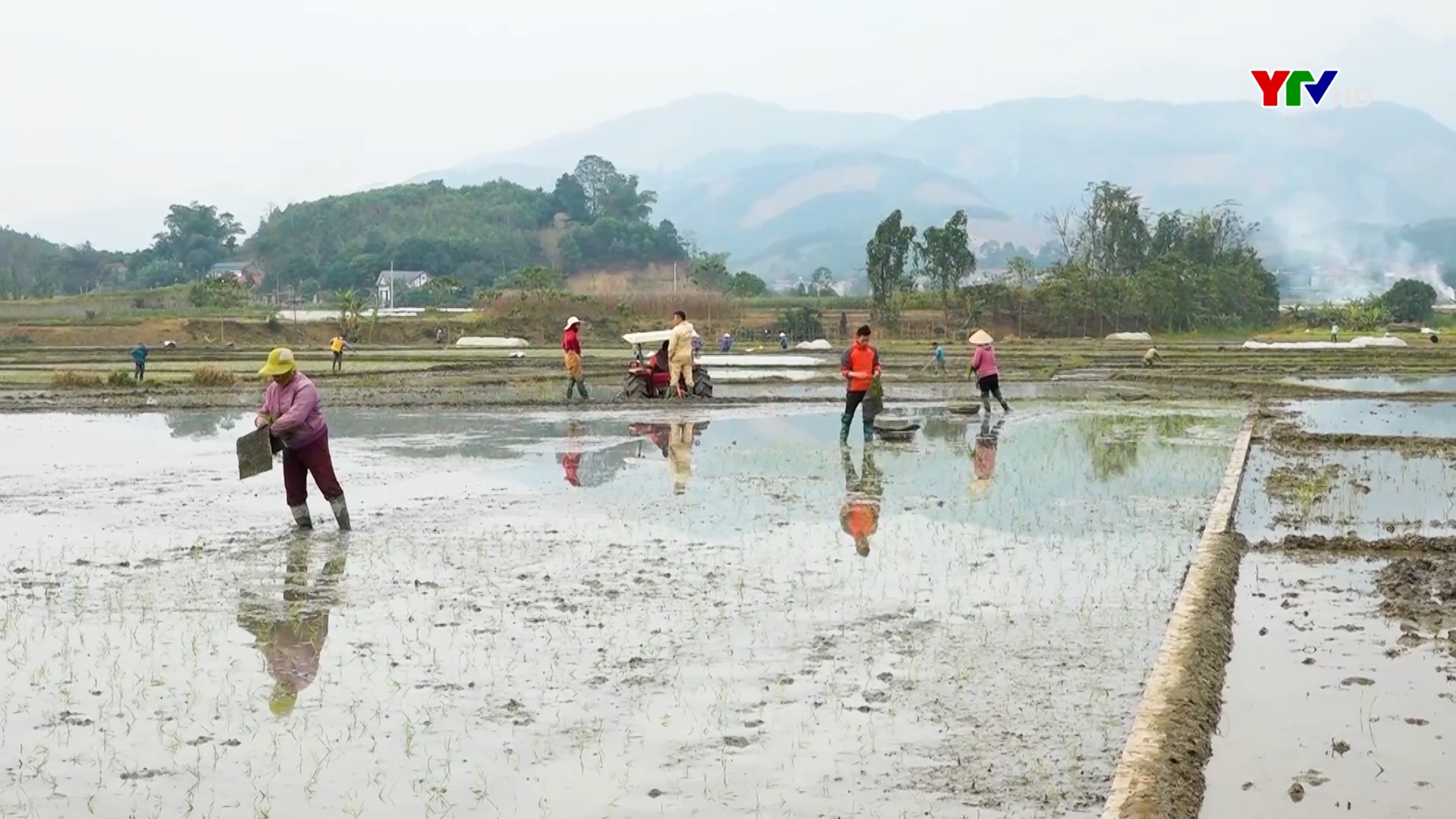 Nông dân huyện Văn Yên tập trung chăm sóc lúa vụ xuân