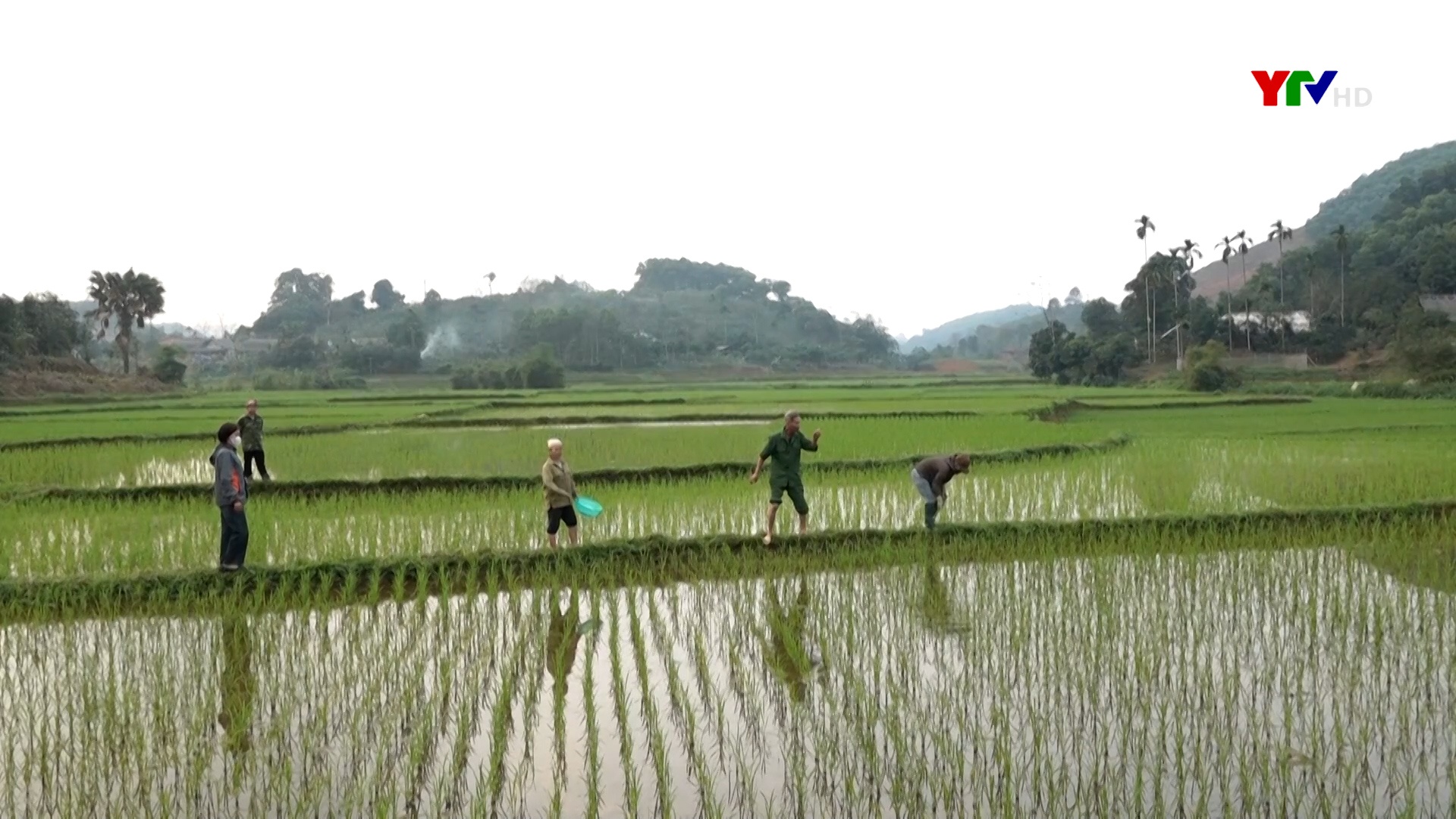 Nông dân Yên Bình tập trung chăm sóc lúa xuân
