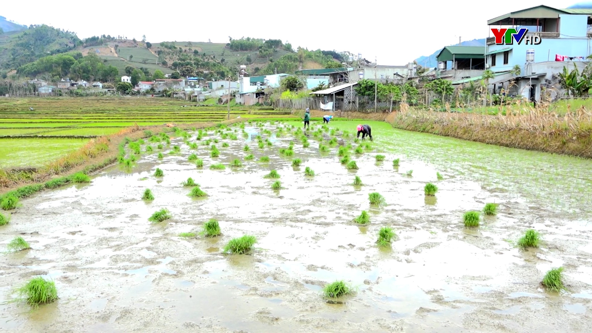 Văn Chấn gieo cấy trên 2400 ha lúa xuân
