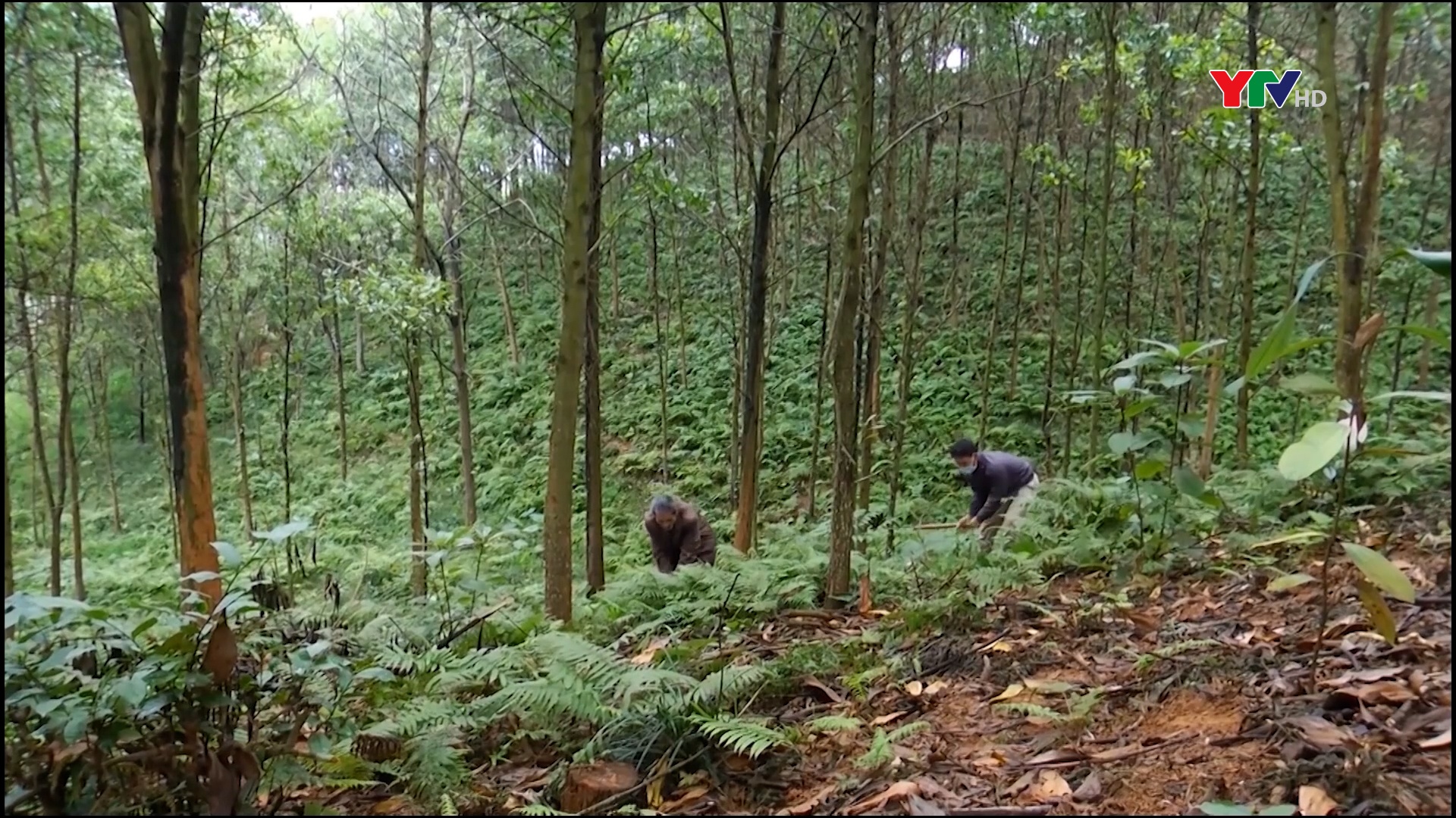 Chương trình hỗ trợ rừng và trang trại góp phần giúp nông dân huyện Yên Bình thay đổi tư duy sản xuất