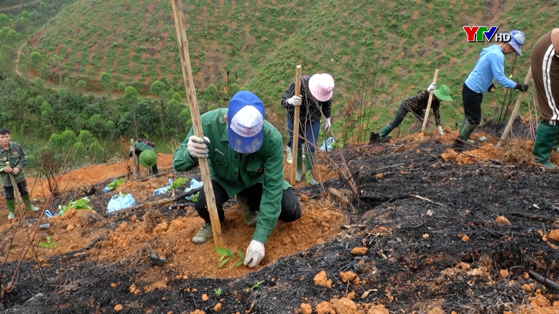 Công ty TNHH MTV Lâm nghiệp Thác Bà phấn đấu trồng mới 100 ha rừng