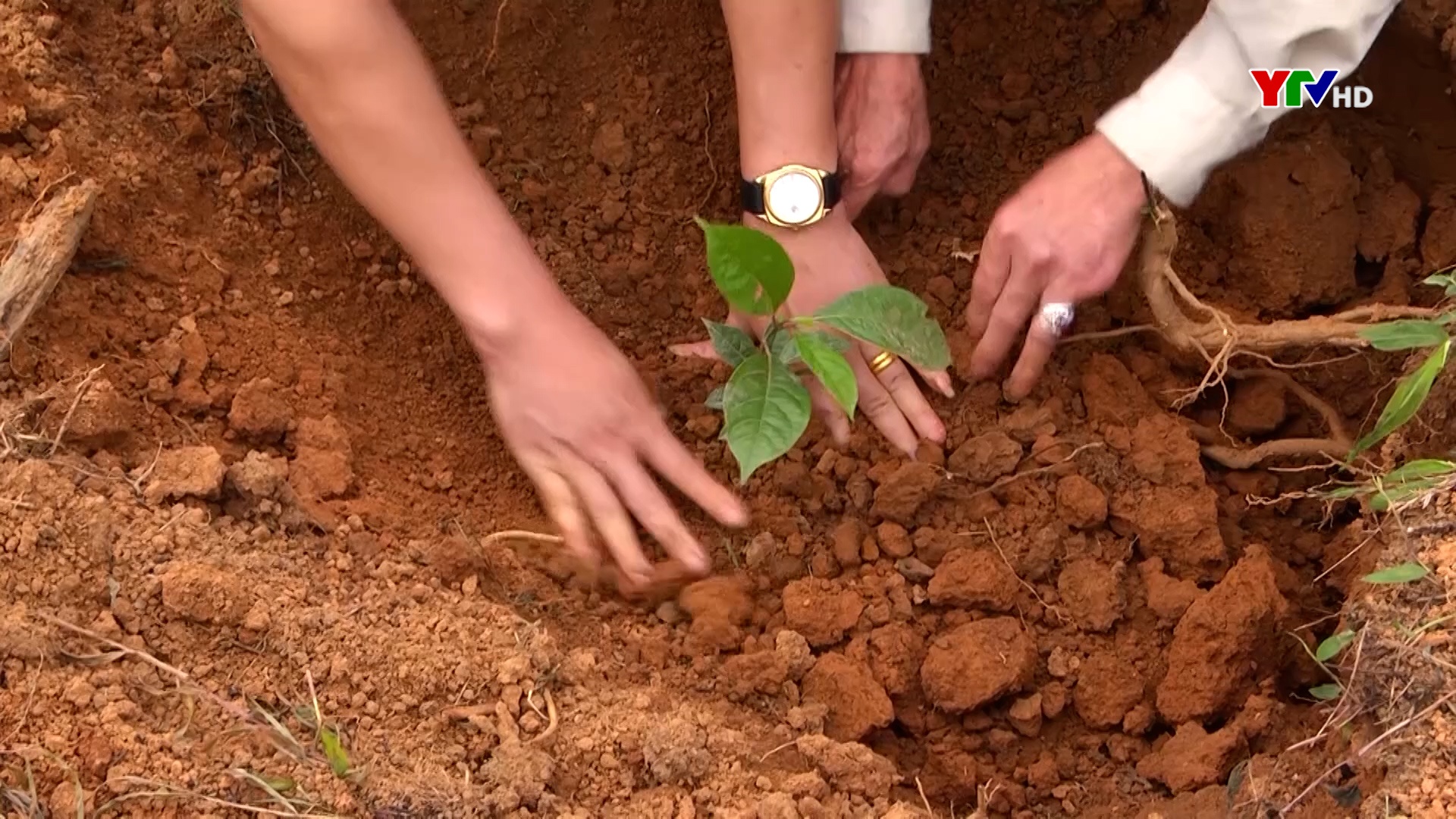 Hội Nông dân Yên Bái hưởng ứng Chiến dịch truyền thông về trồng rừng và phục hồi rừng, giảm nhẹ khí nhà kính