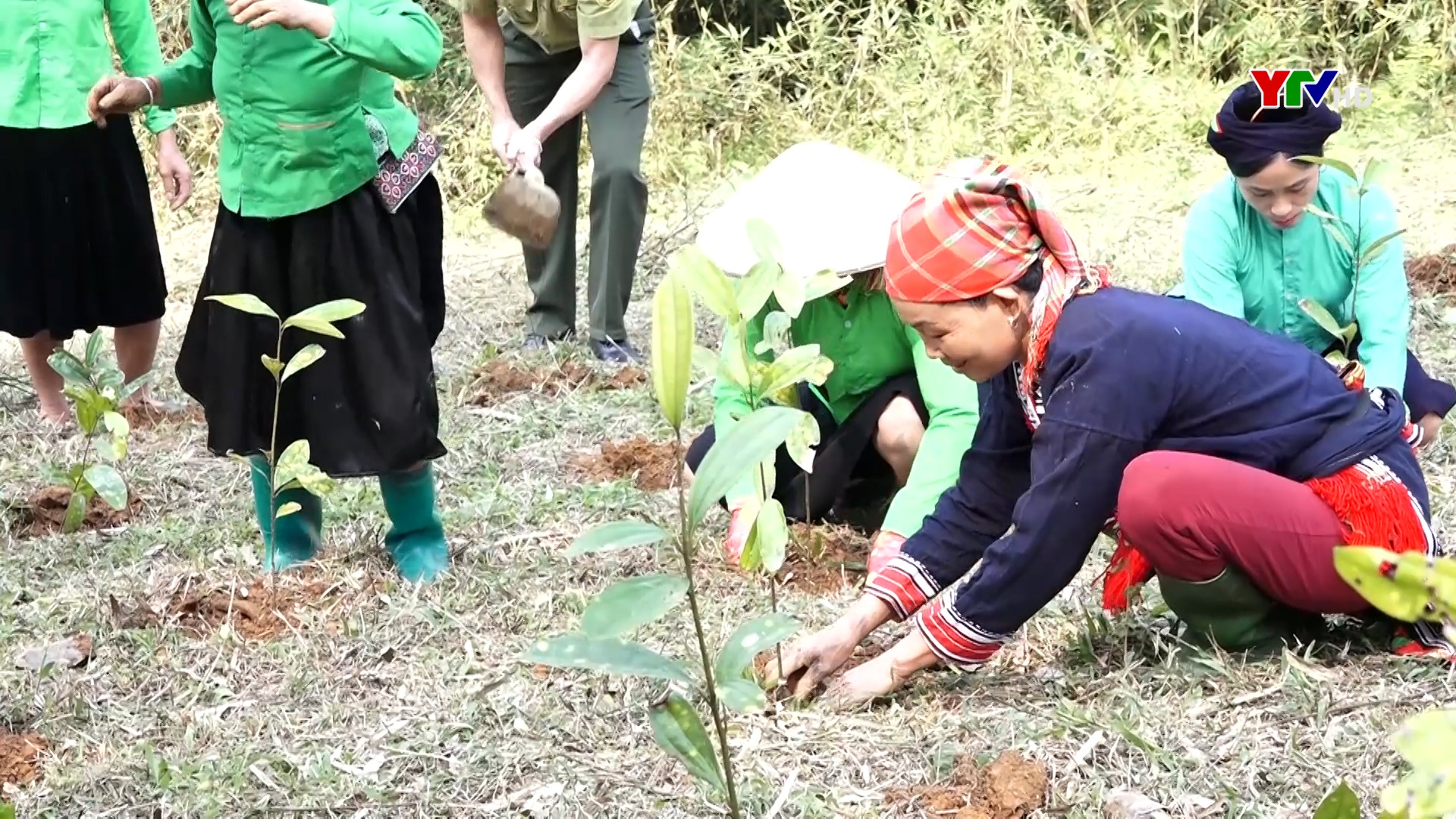 Lục Yên đẩy nhanh tiến độ trồng rừng
