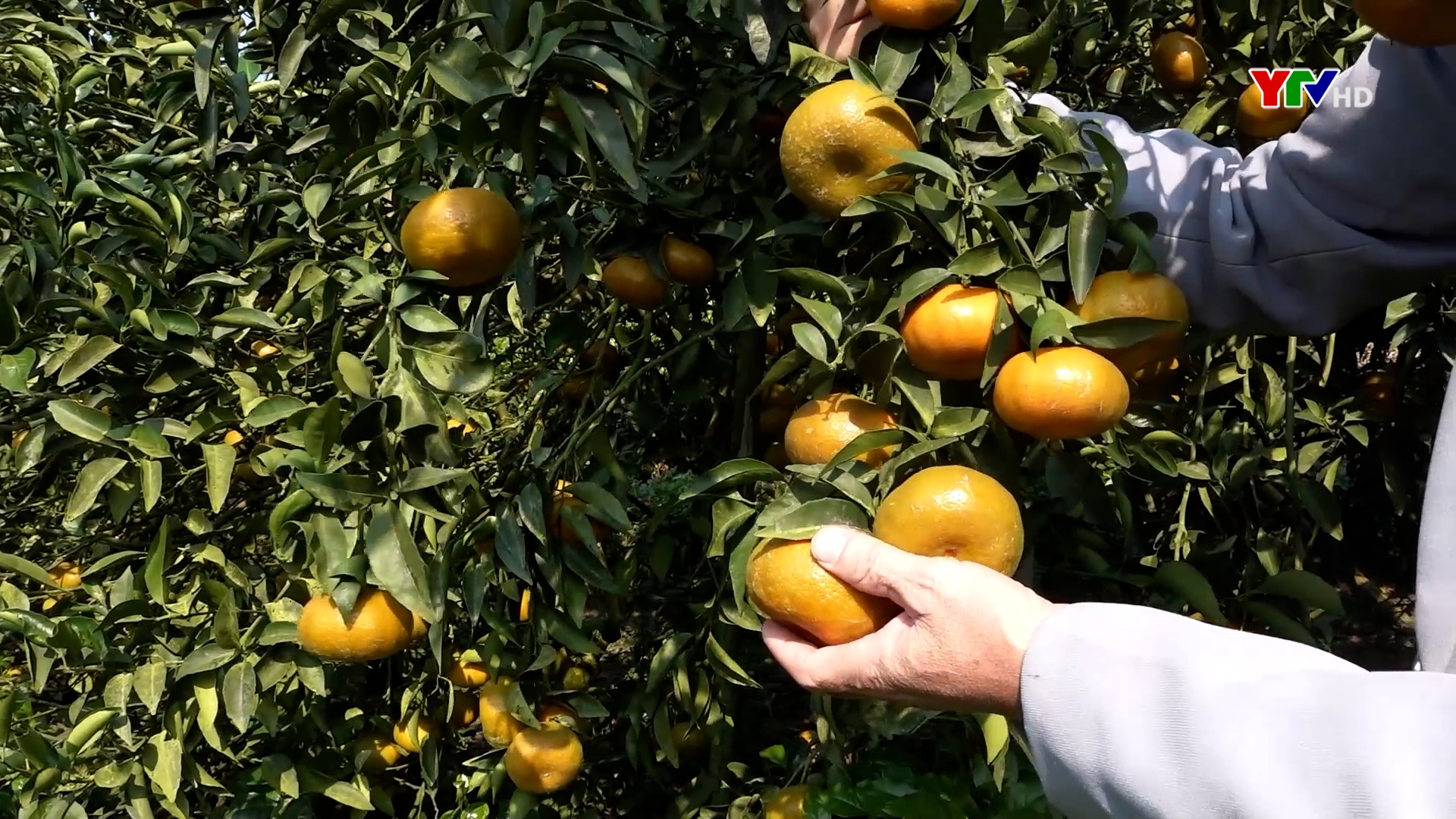 Nỗ lực nâng cao chất lượng cây ăn quả có múi ở Văn Chấn