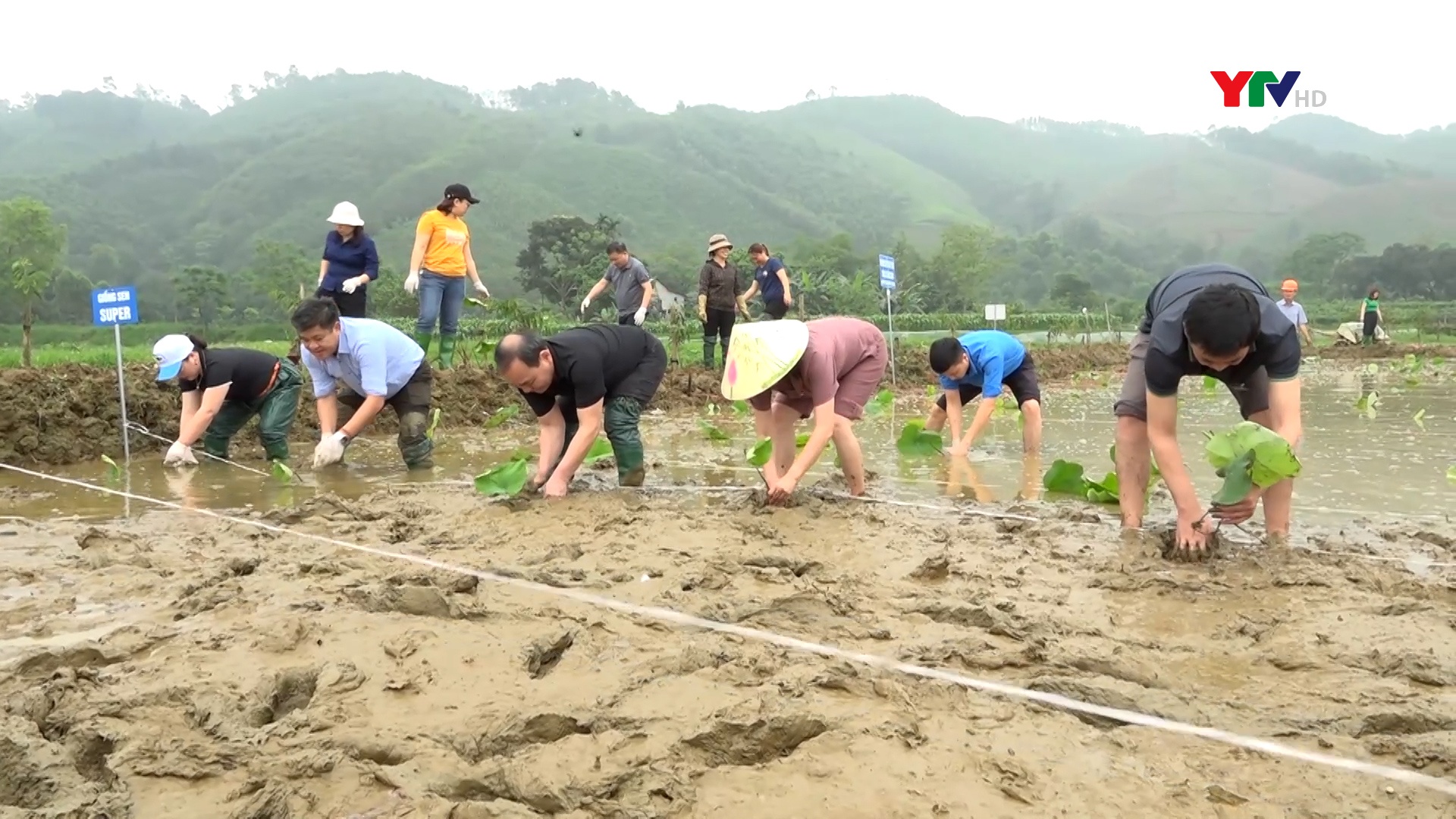 Huyện Trấn Yên trồng 3 ha sen trong "Ngày cuối tuần cùng dân và doanh nghiệp"
