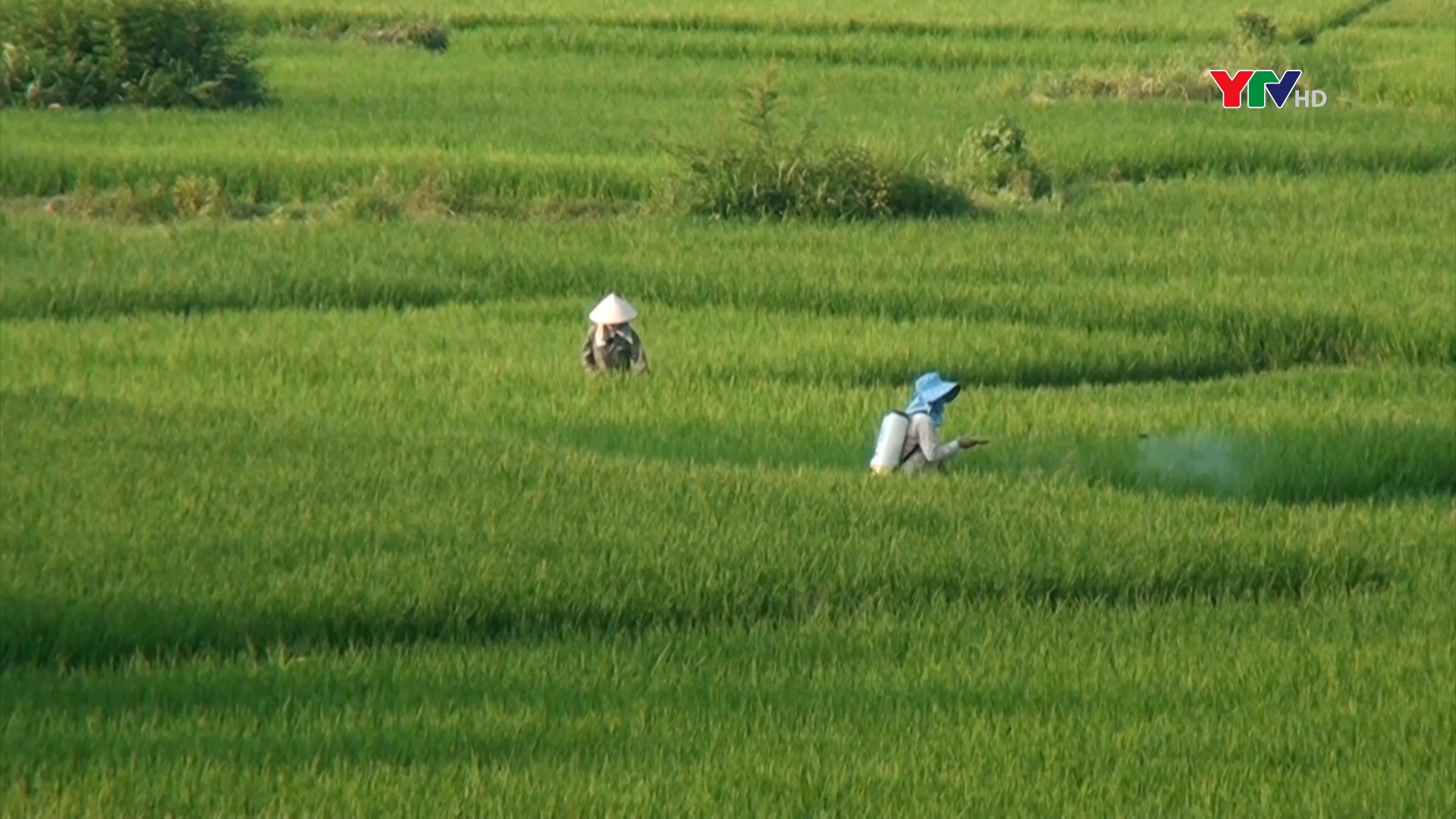 Nông dân Yên Bình tập trung chăm sóc lúa xuân