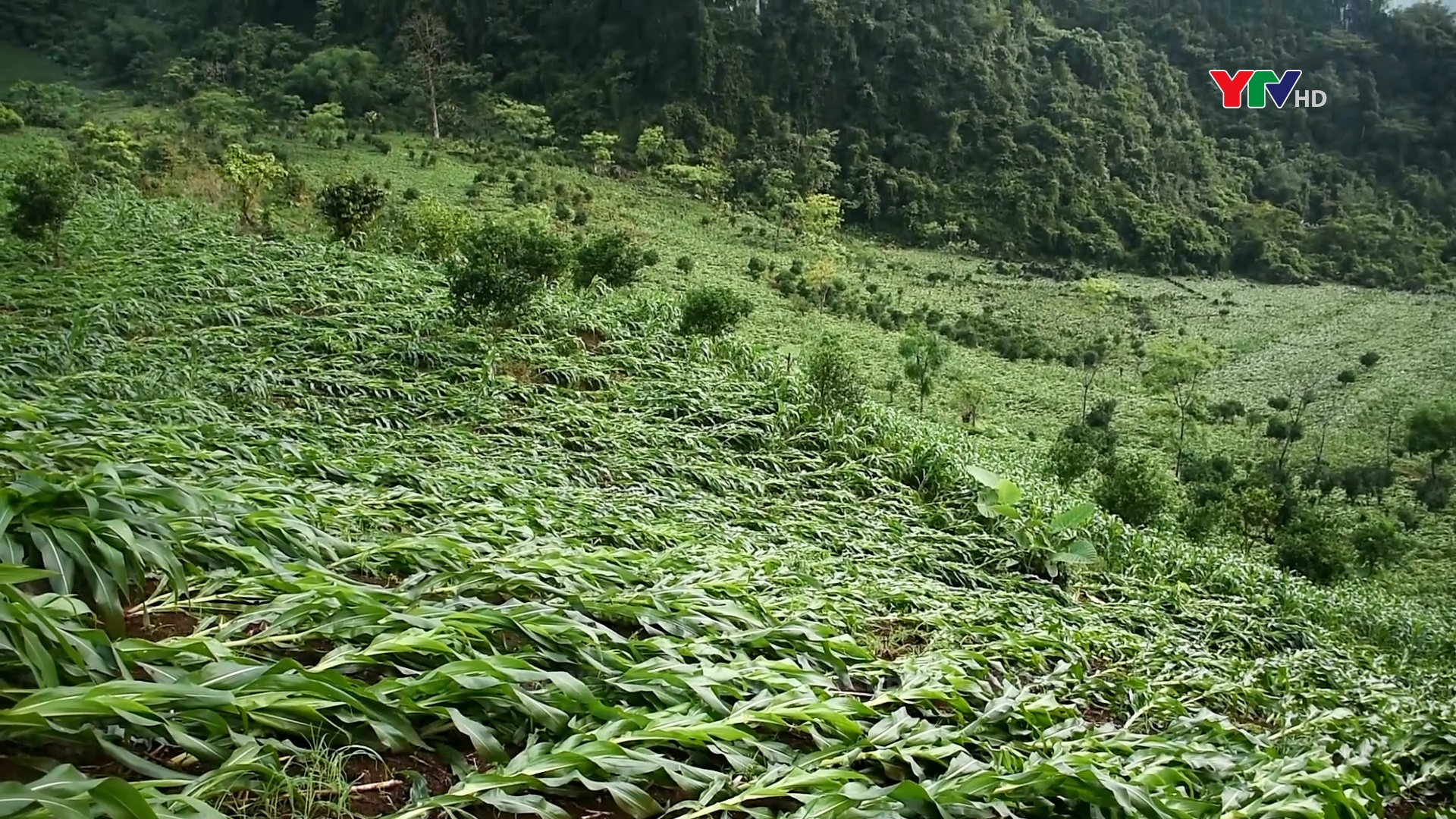Lục Yên: Mưa dông làm 1 người bị thương, 290 ha ngô gãy đổ