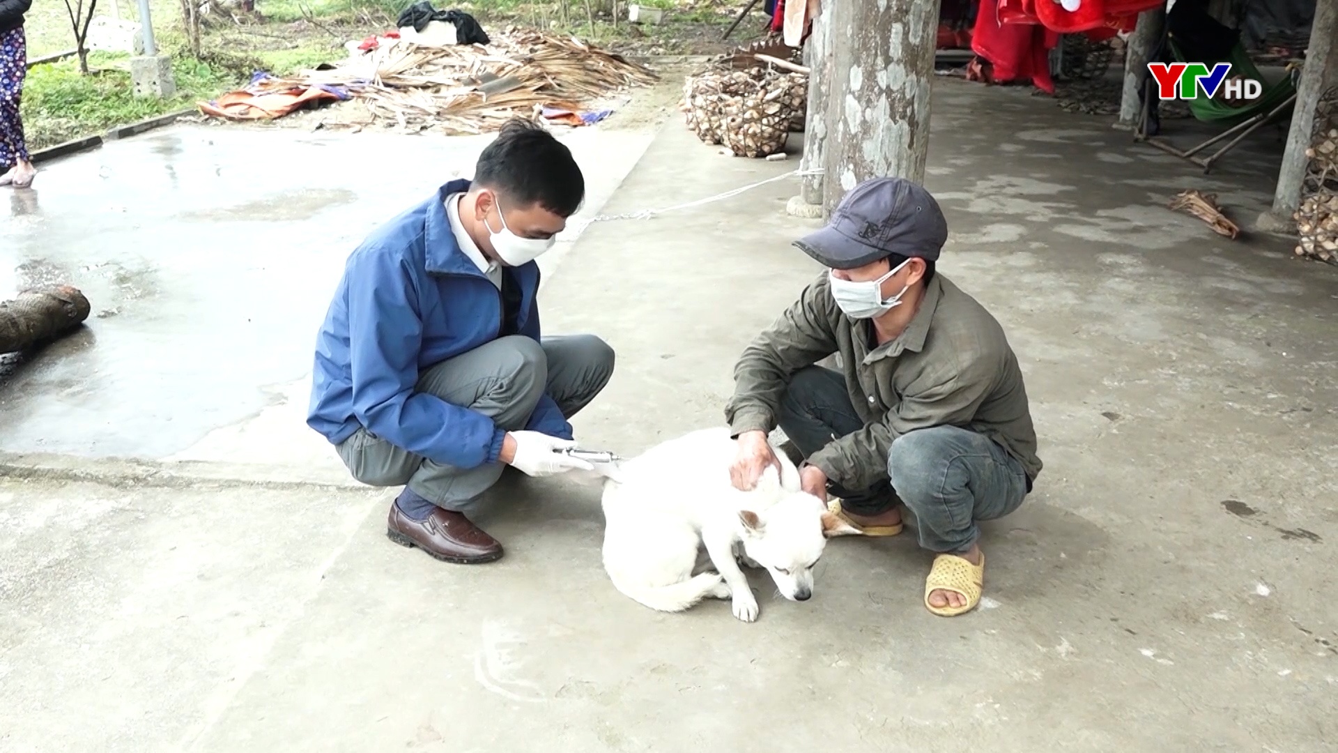 Lục Yên đẩy nhanh tiến độ tiêm phòng các loại vắc xin phòng bệnh cho đàn gia súc, gia cầm
