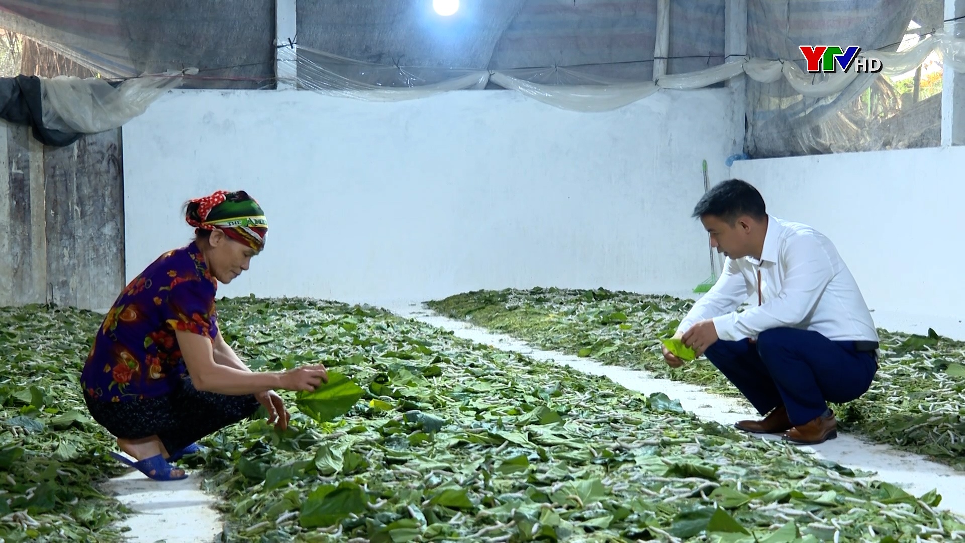 Nông dân xã Xuân Ái, huyện Văn Yên tập trung phát triển nghề trồng dâu nuôi tằm
