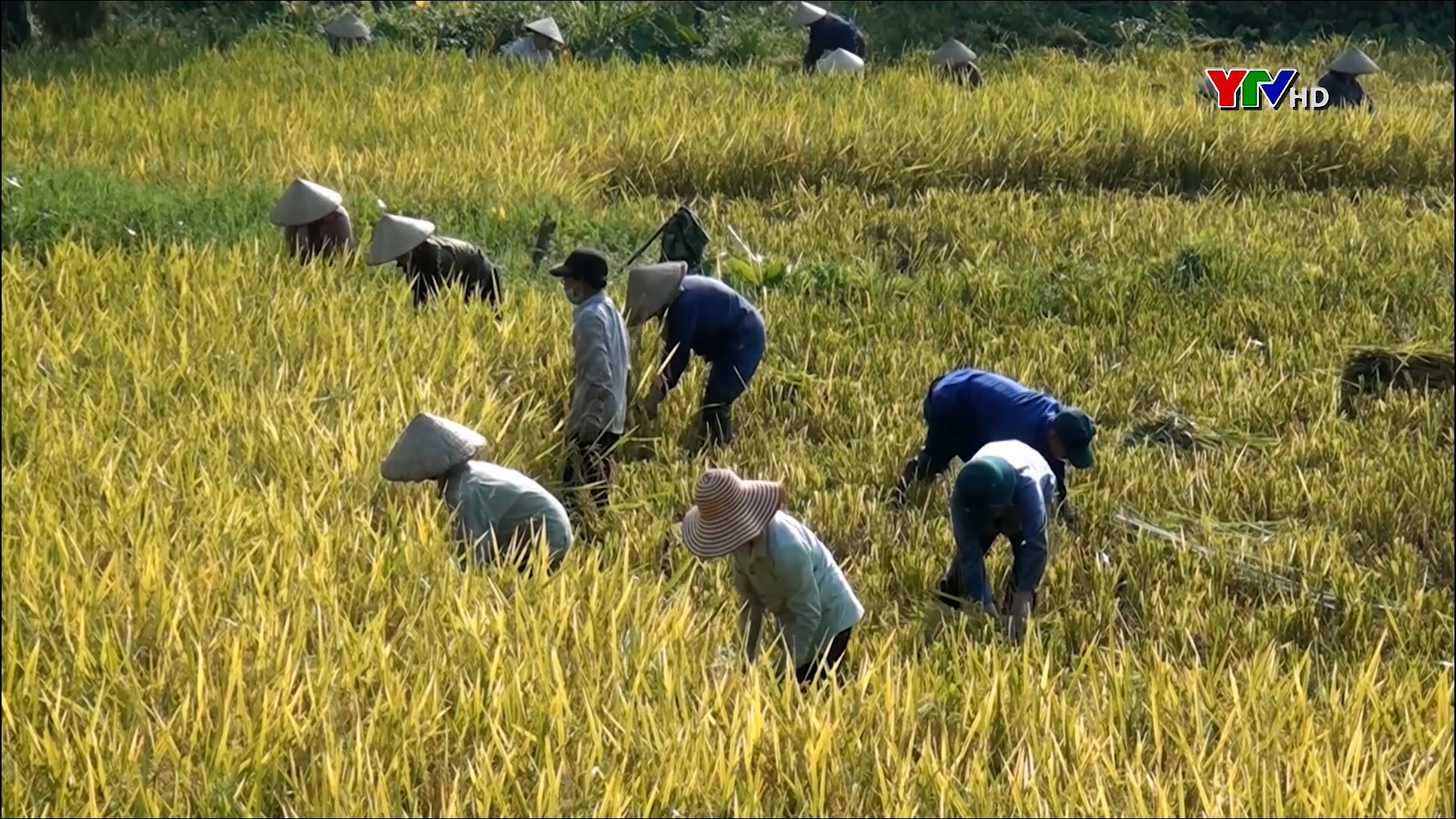 Yên Bình: Nông dân khẩn trương thu hoạch lúa Xuân