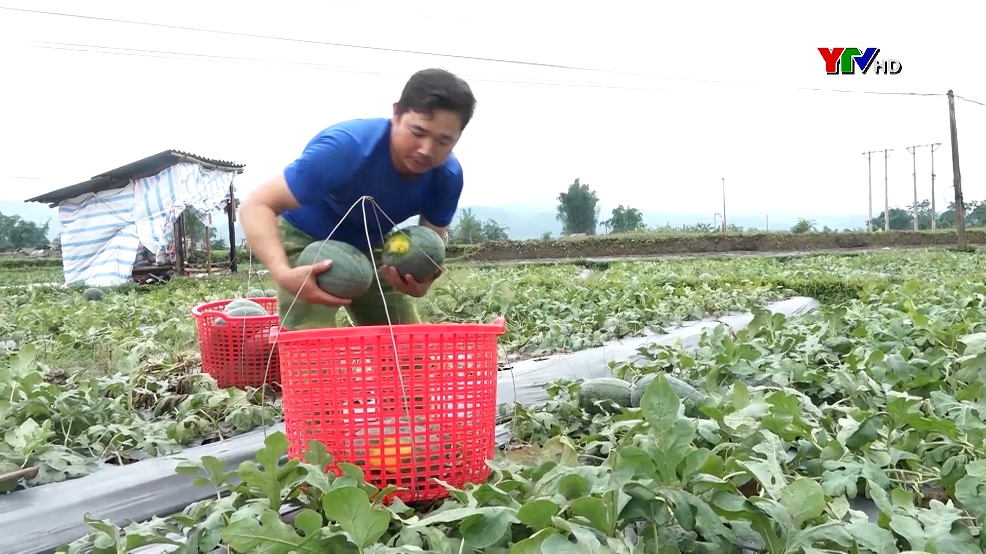 Thị xã Nghĩa Lộ: Nông dân chuyển đổi đất trồng lúa kém hiệu quả sang trồng dưa lê, dưa hấu