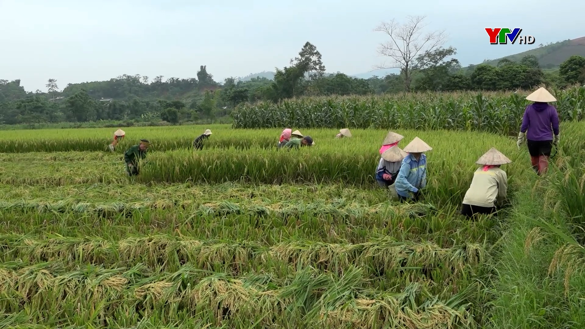 Văn Chấn: Năng suất lúa xuân ước đạt trên 58 tạ/ha