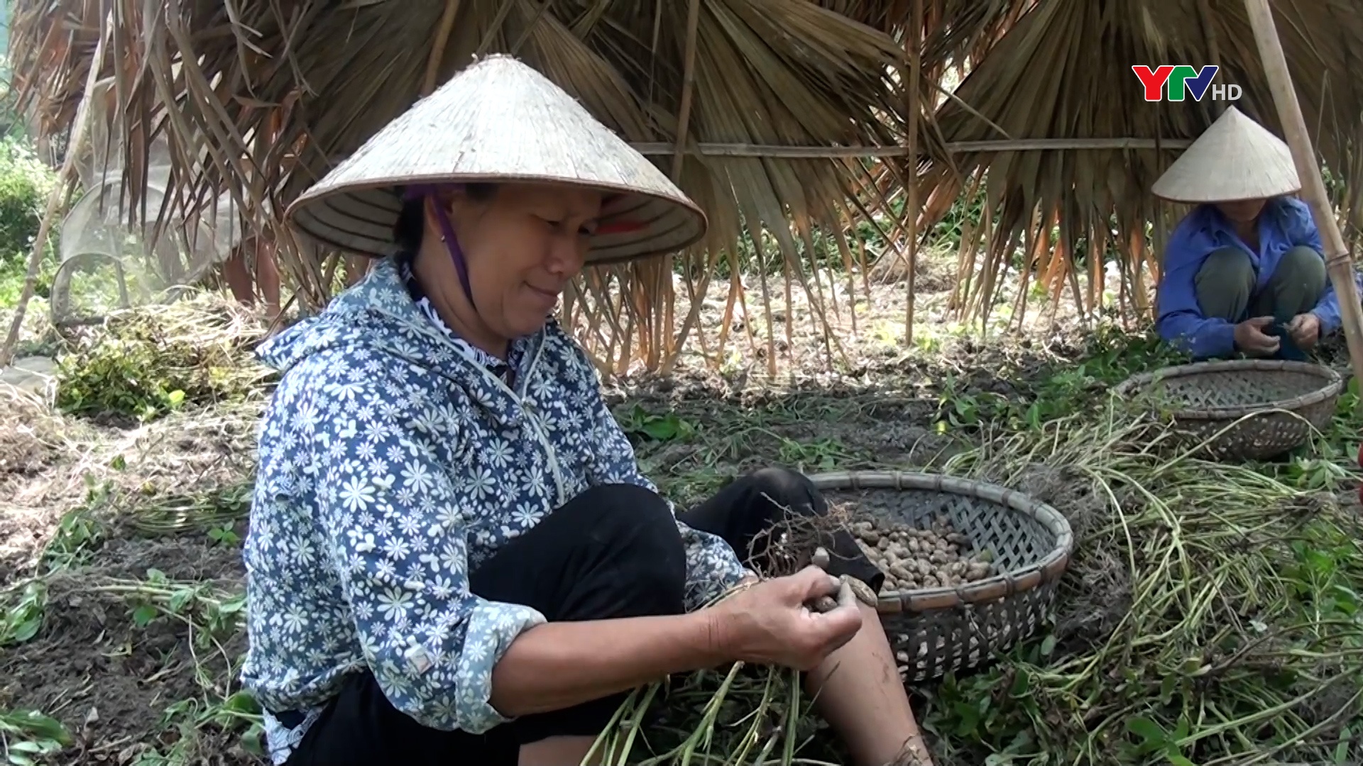 Nông dân huyện Lục Yên tập trung thu hoạch lạc xuân
