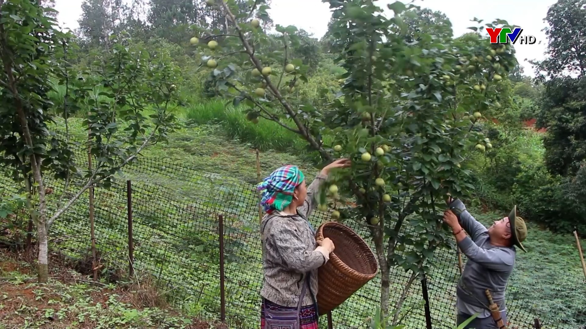 Nông dân xã Púng Luông, huyện Mù Cang Chải thu về gần 500 triệu đồng từ cây lê