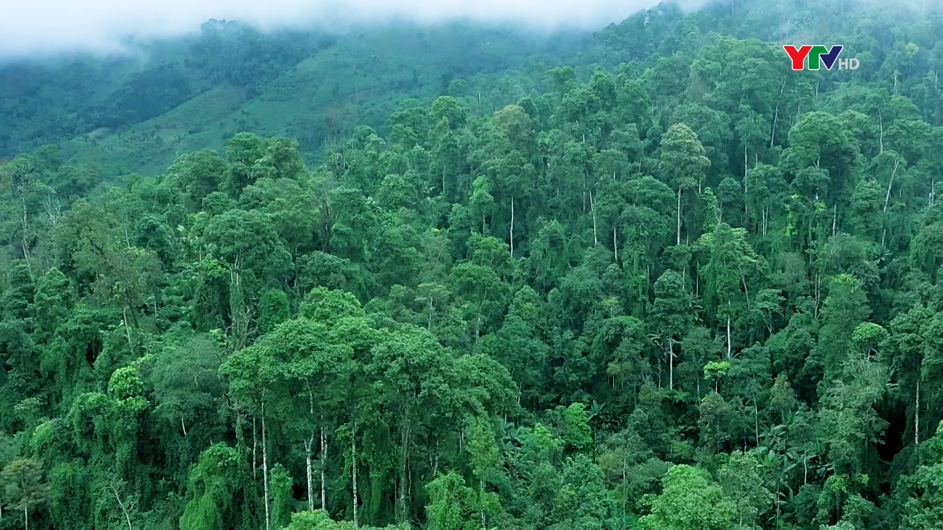 Yên Bái chuẩn bị tham gia thị trường tín chỉ Carbon rừng