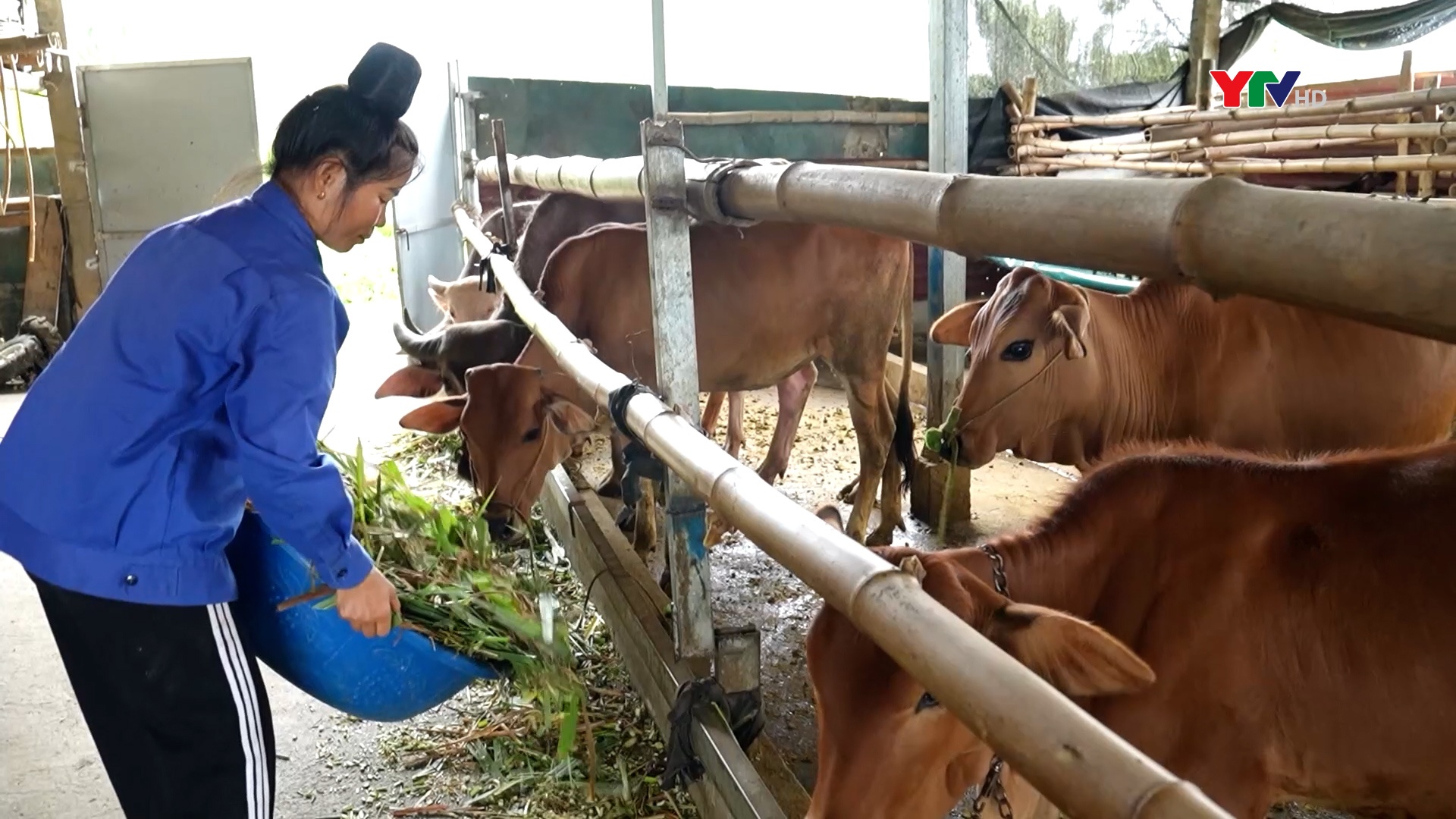 Thị xã Nghĩa Lộ đẩy mạnh hỗ trợ người dân phát triển chăn nuôi