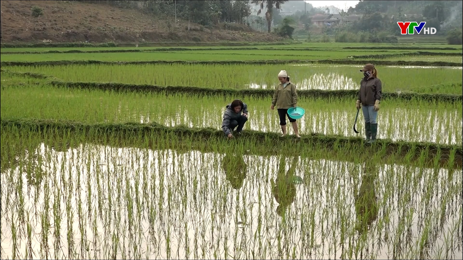 Nông dân Yên Bình tập trung chăm sóc lúa mùa
