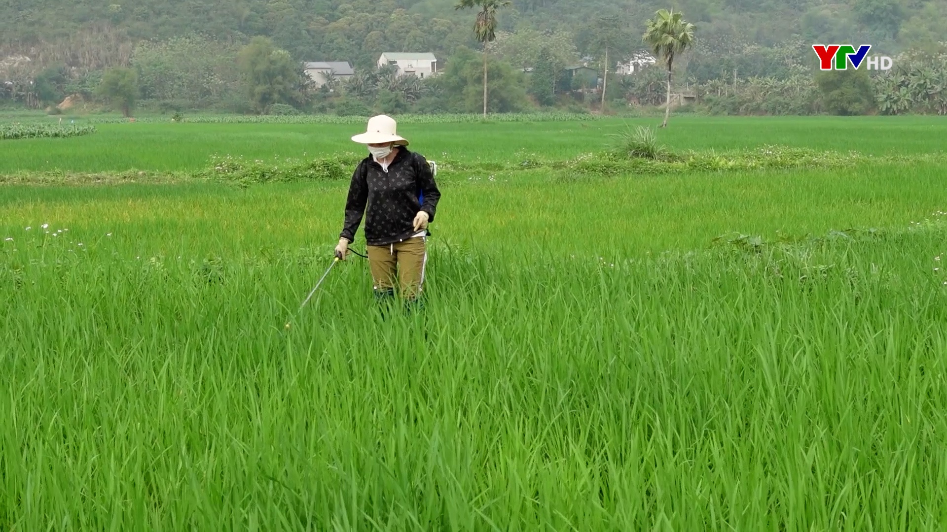 Nông dân Lục Yên tập trung phòng trừ sâu bệnh hại lúa