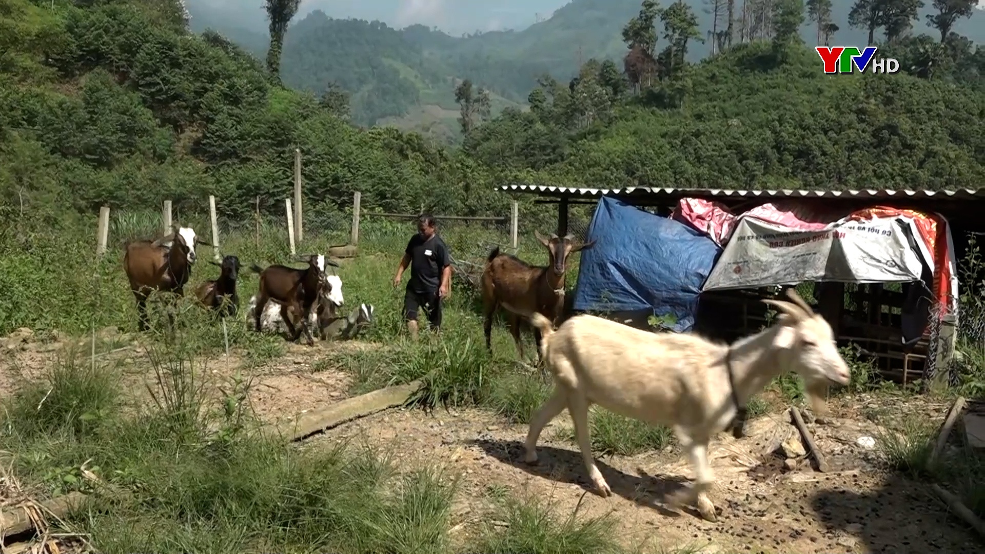 Văn Yên hỗ trợ đồng bào dân tộc thiểu số giảm nghèo bền vững