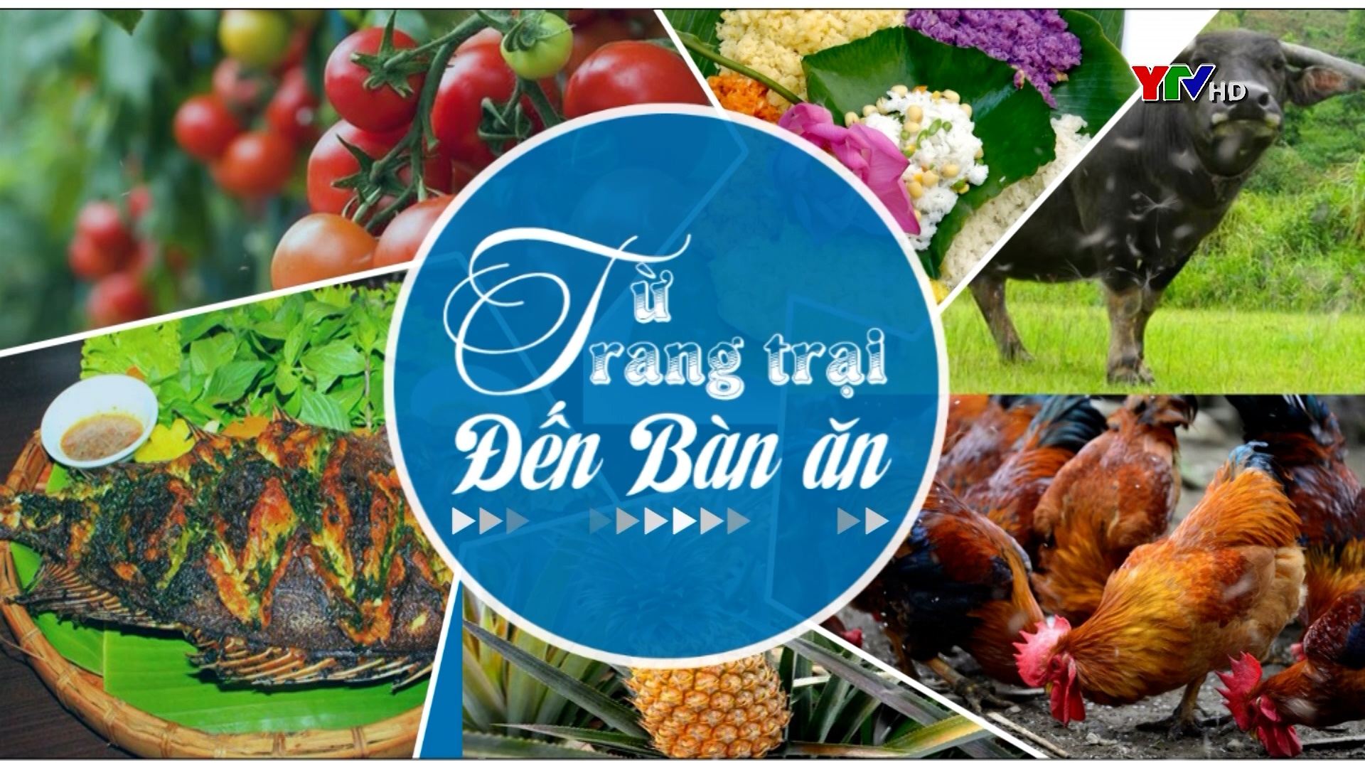 Cây vú sữa Hoàng Kim bén rễ trên đất Mường Lò