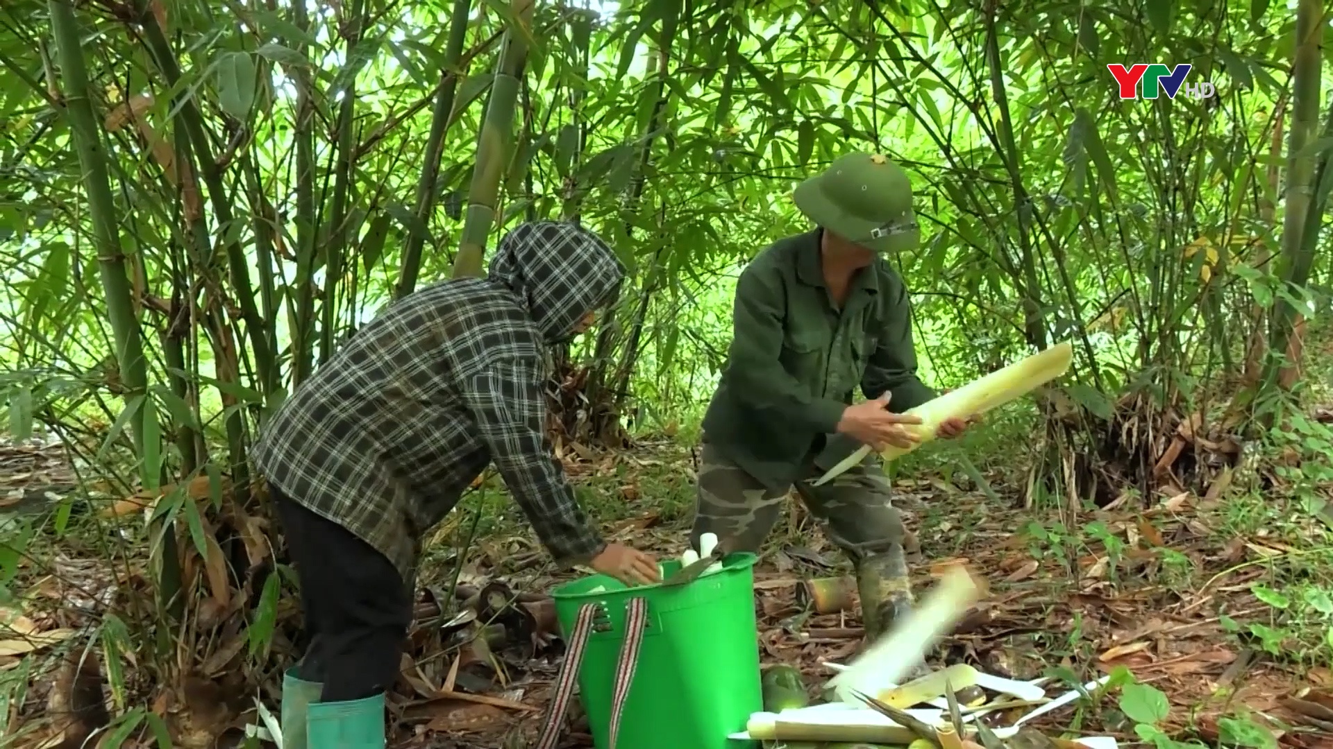 Tre măng bát độ -  Cây trồng chủ lực ở nhiều địa phương