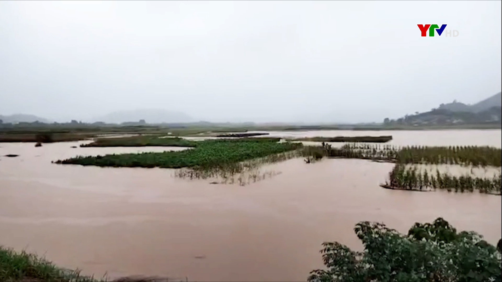 Văn Yên: Lũ lớn làm ngập nhiều diện tích lúa cuối vụ