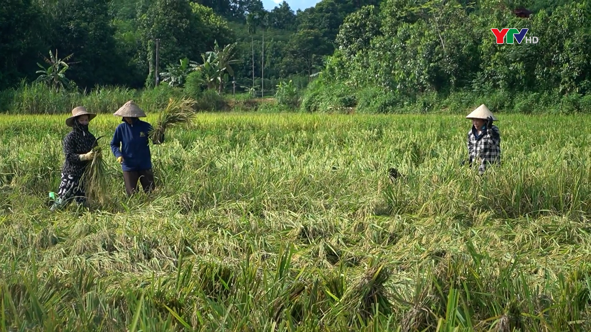 Văn Yên khẩn trương khôi phục sản xuất nông nghiệp