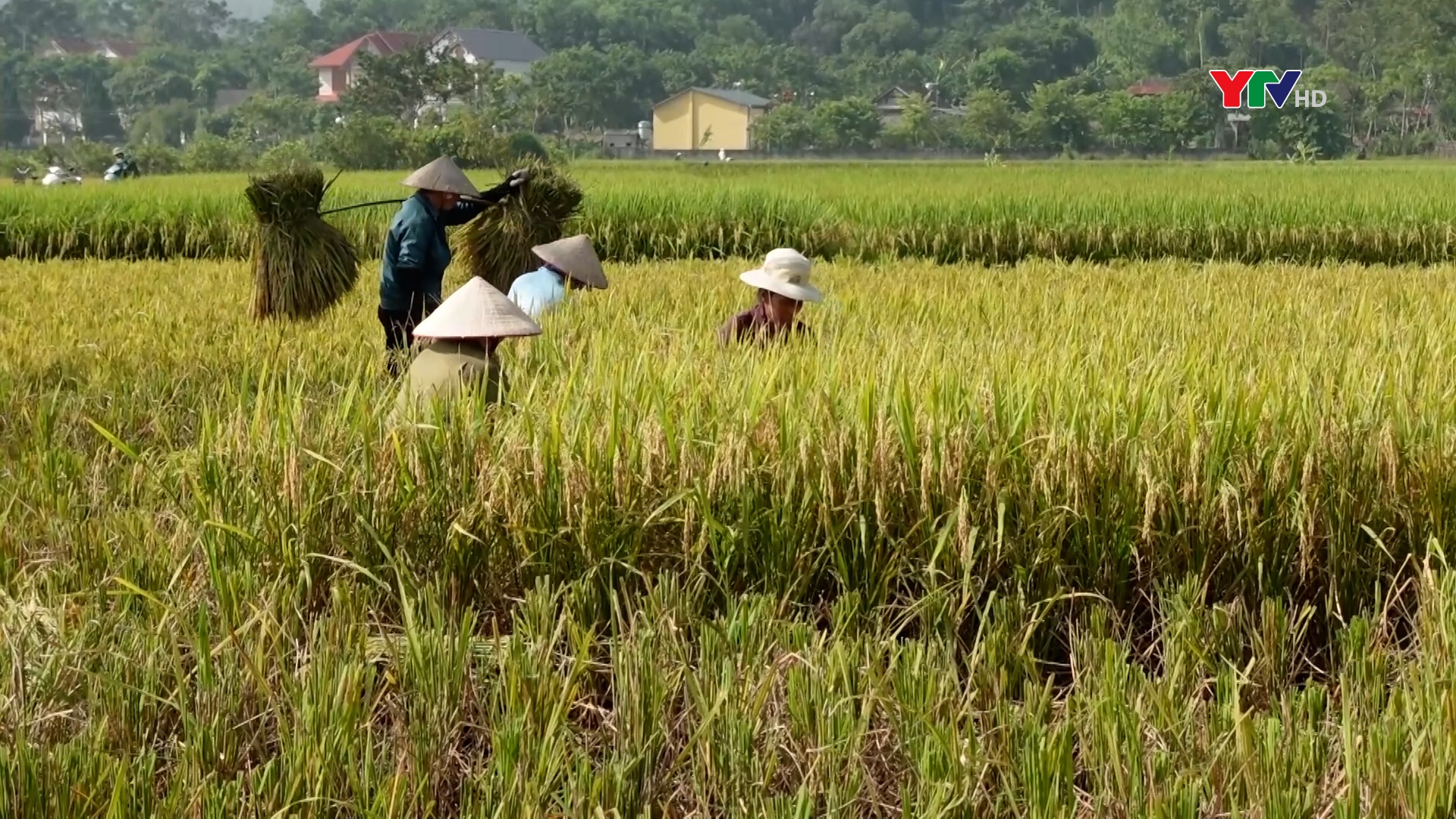 Lục Yên: Vượt lên sau lũ