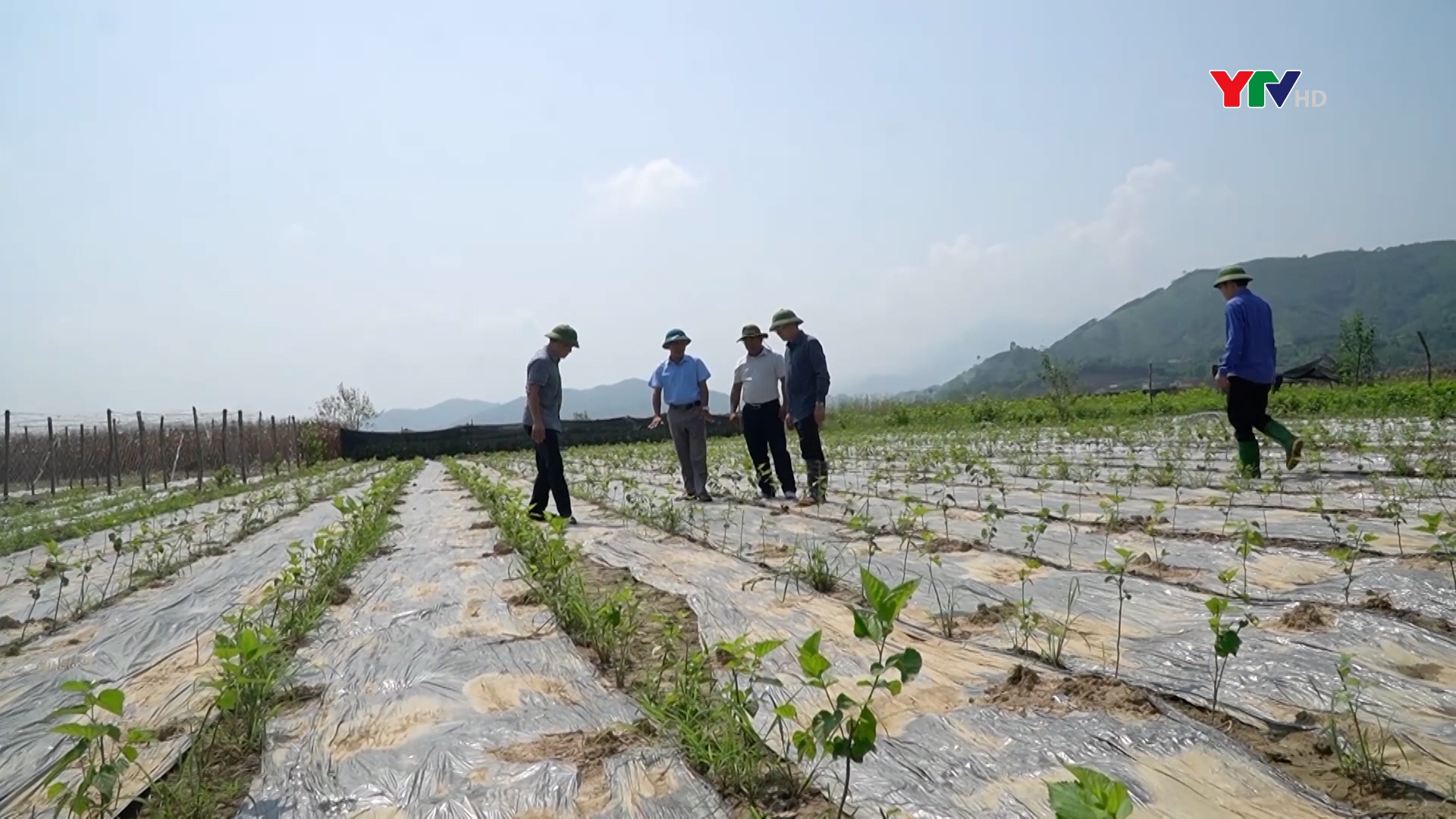 Văn Yên quyết tâm khôi phục sản xuất nông nghiệp sau thiên tai