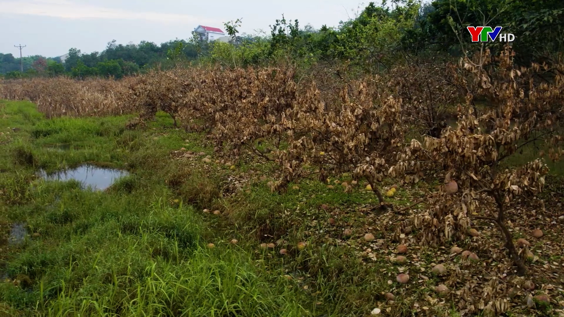 Vùng bưởi Đại Minh kêu cứu