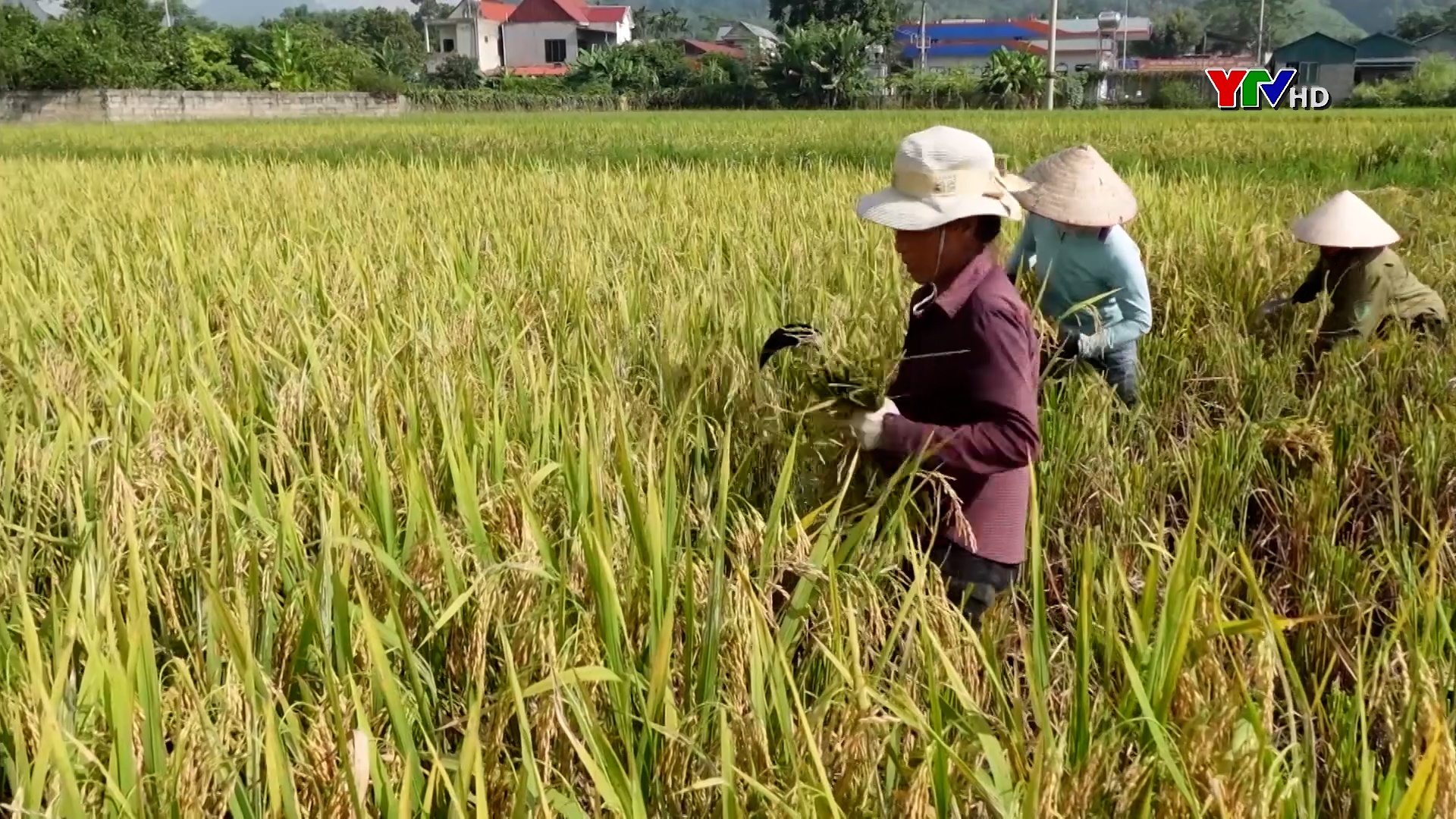 Nông dân Lục Yên khẩn trương thu hoạch lúa mùa sau cơn bão số 3