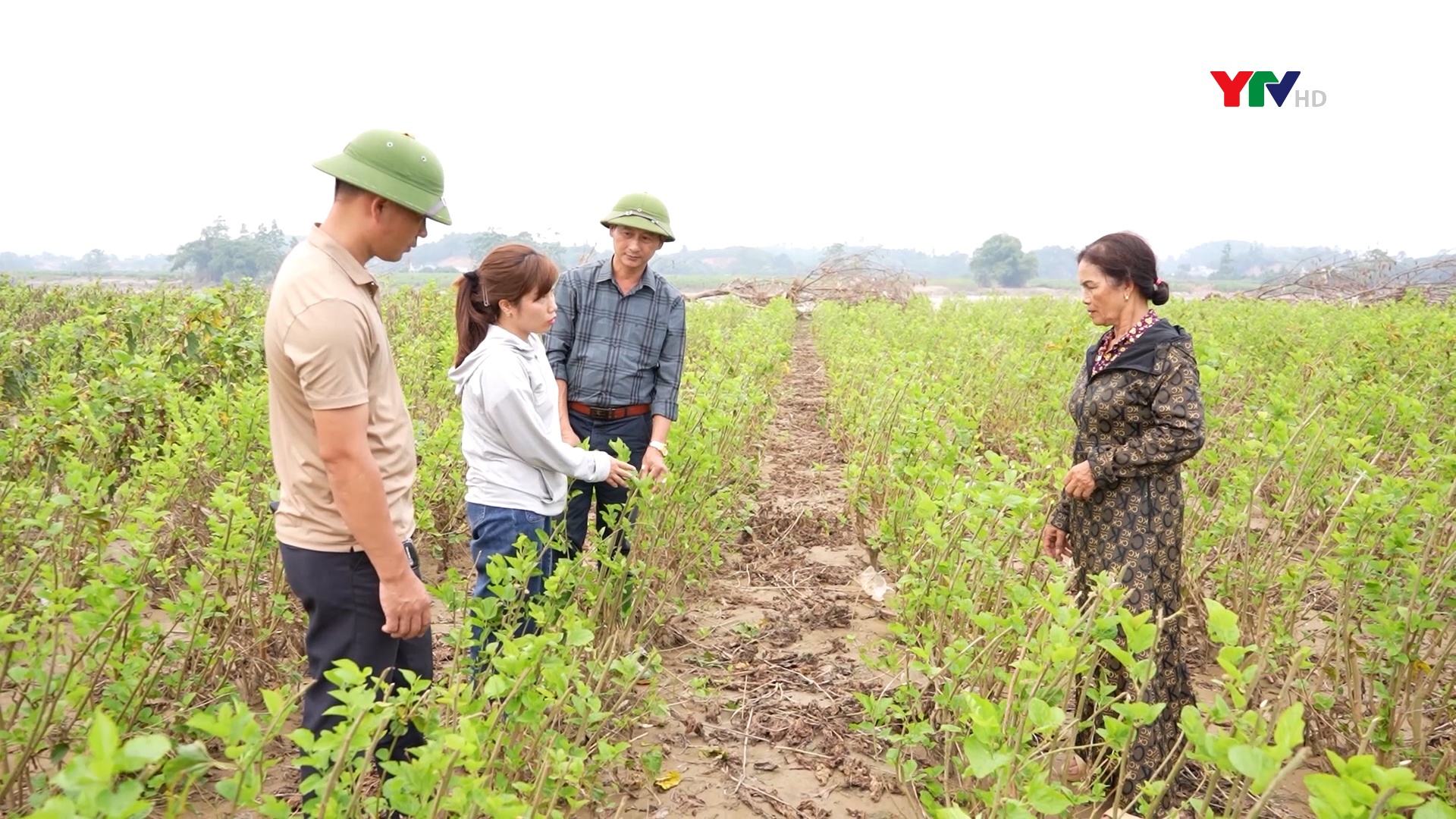 Trấn Yên dồn lực khắc phục sản xuất nông nghiệp sau bão số 3