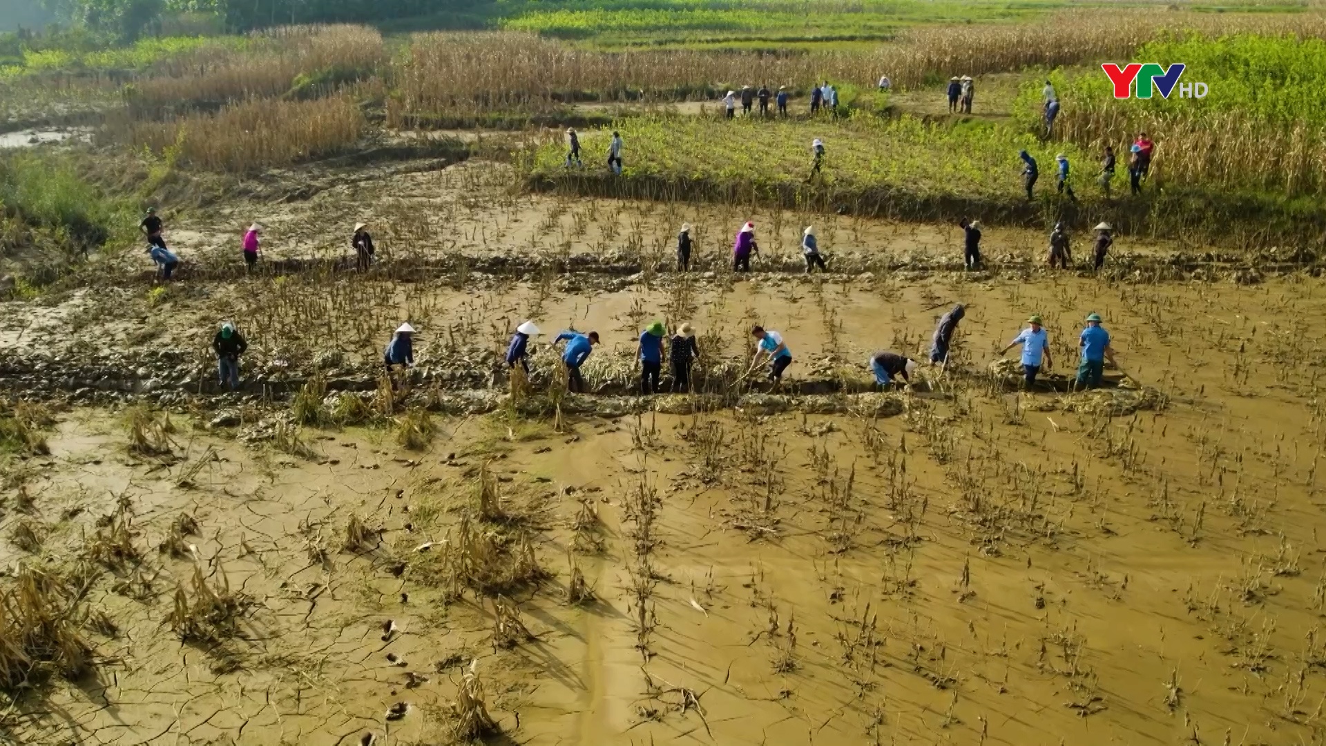 Văn Yên khắc phục sản xuất nông nghiệp sau lũ