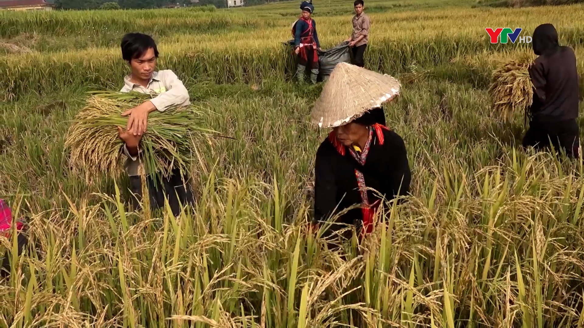 Văn Chấn: Năng suất lúa mùa giảm so với mọi năm