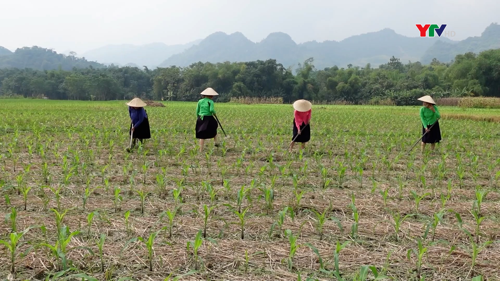 Điểm sáng trong phong trào sản xuất ngô vụ đông ở Lục Yên