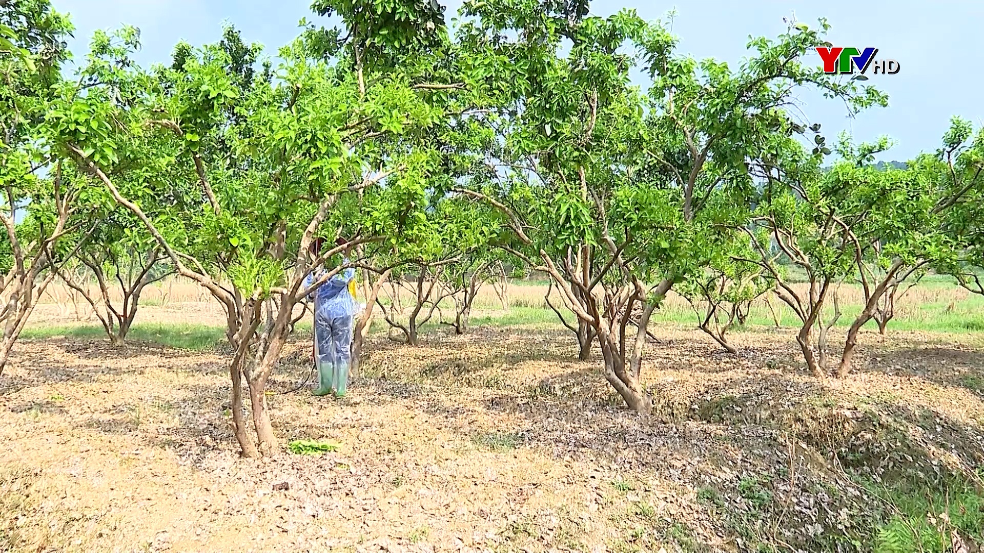 Quyết tâm khôi phục vùng bưởi đặc sản