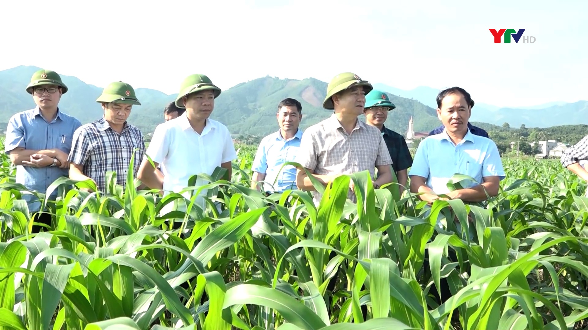 Văn Yên trồng bổ sung 967 ha ngô để bù đắp sản lượng thiệt hại do mưa lũ gây ra