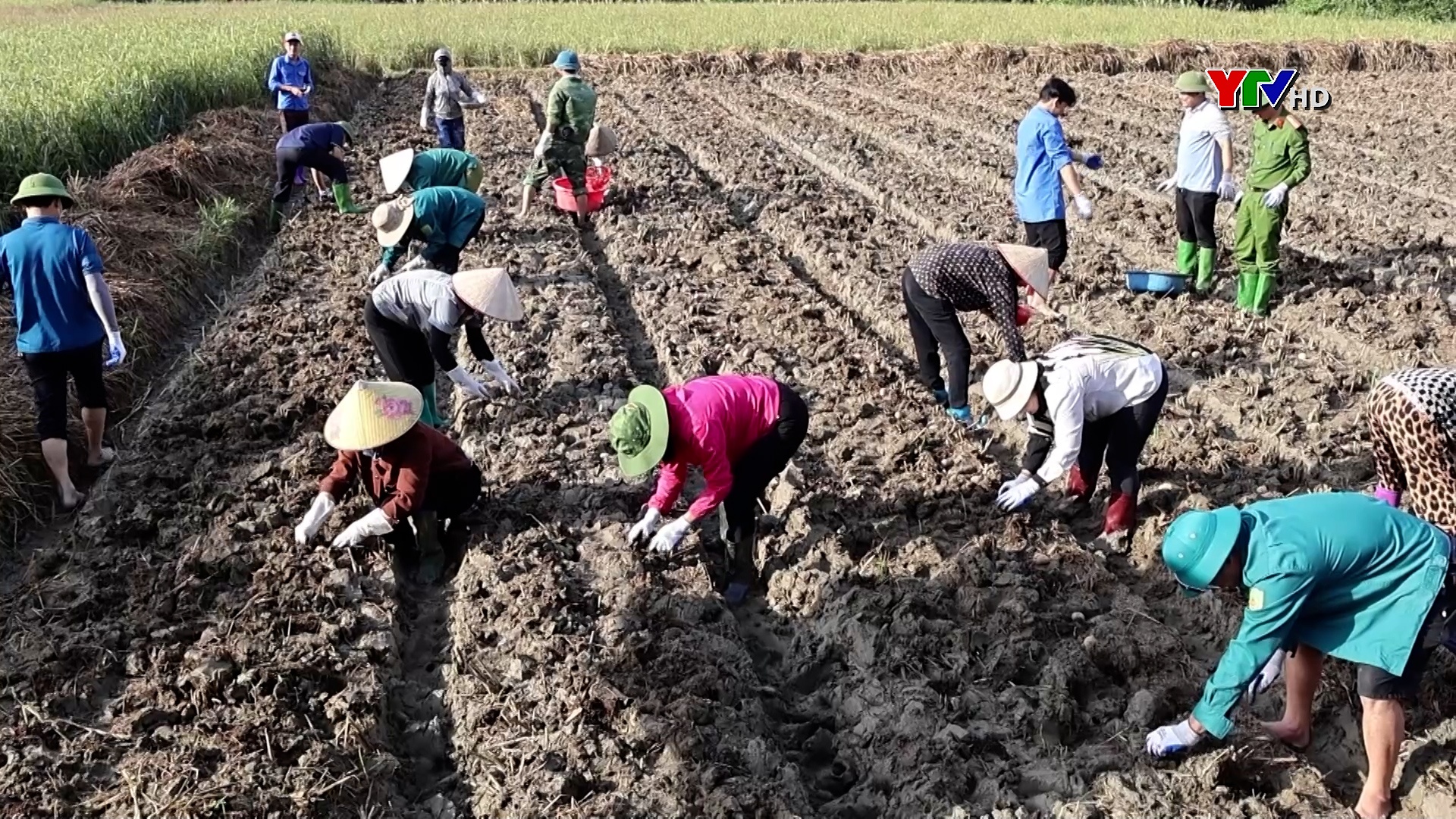 Lục Yên ra quân trồng cây khoai tây trên đất lúa sau bão