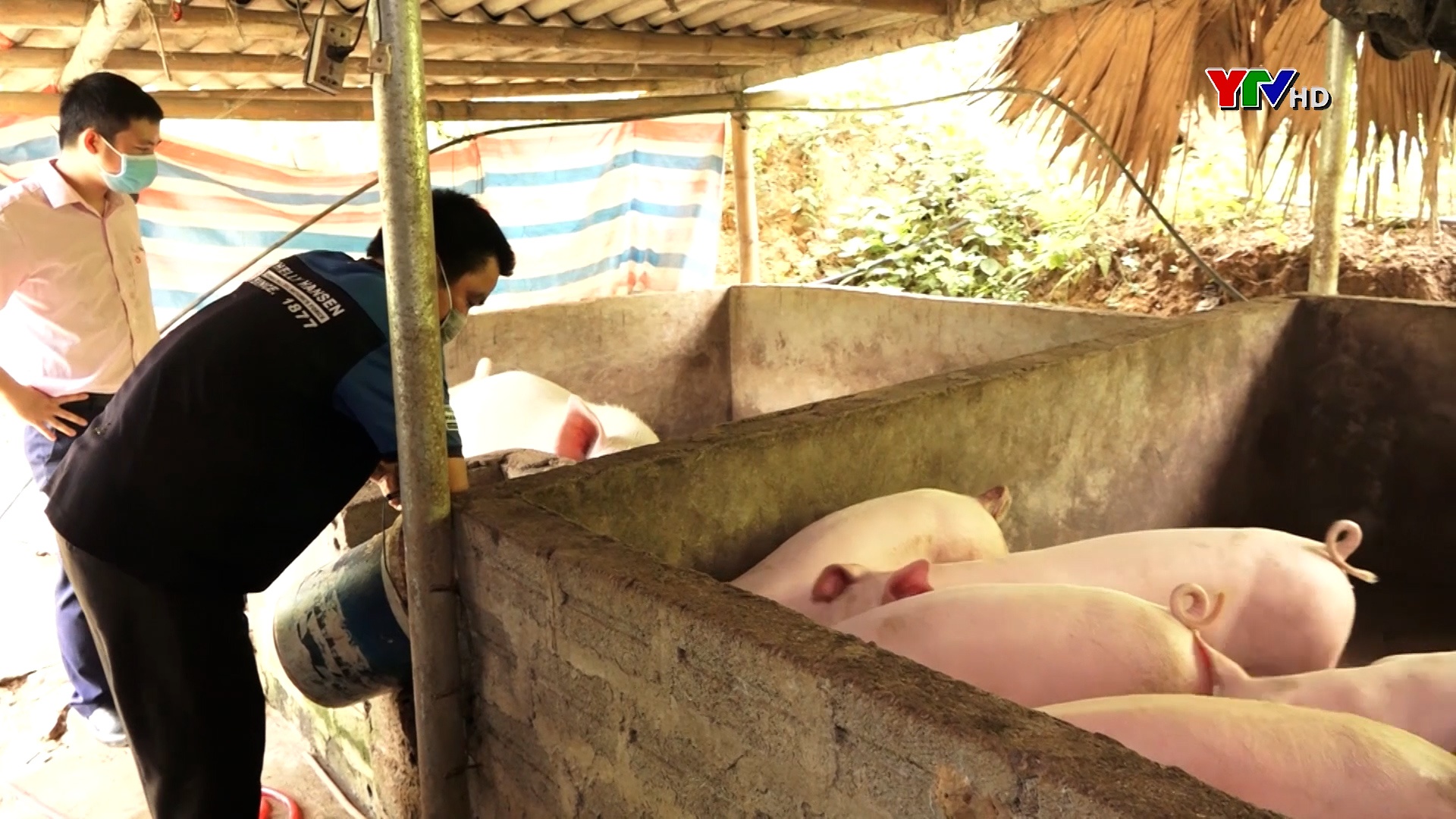 Lục Yên tập trung tái đàn, khôi phục chăn nuôi sau mưa lũ