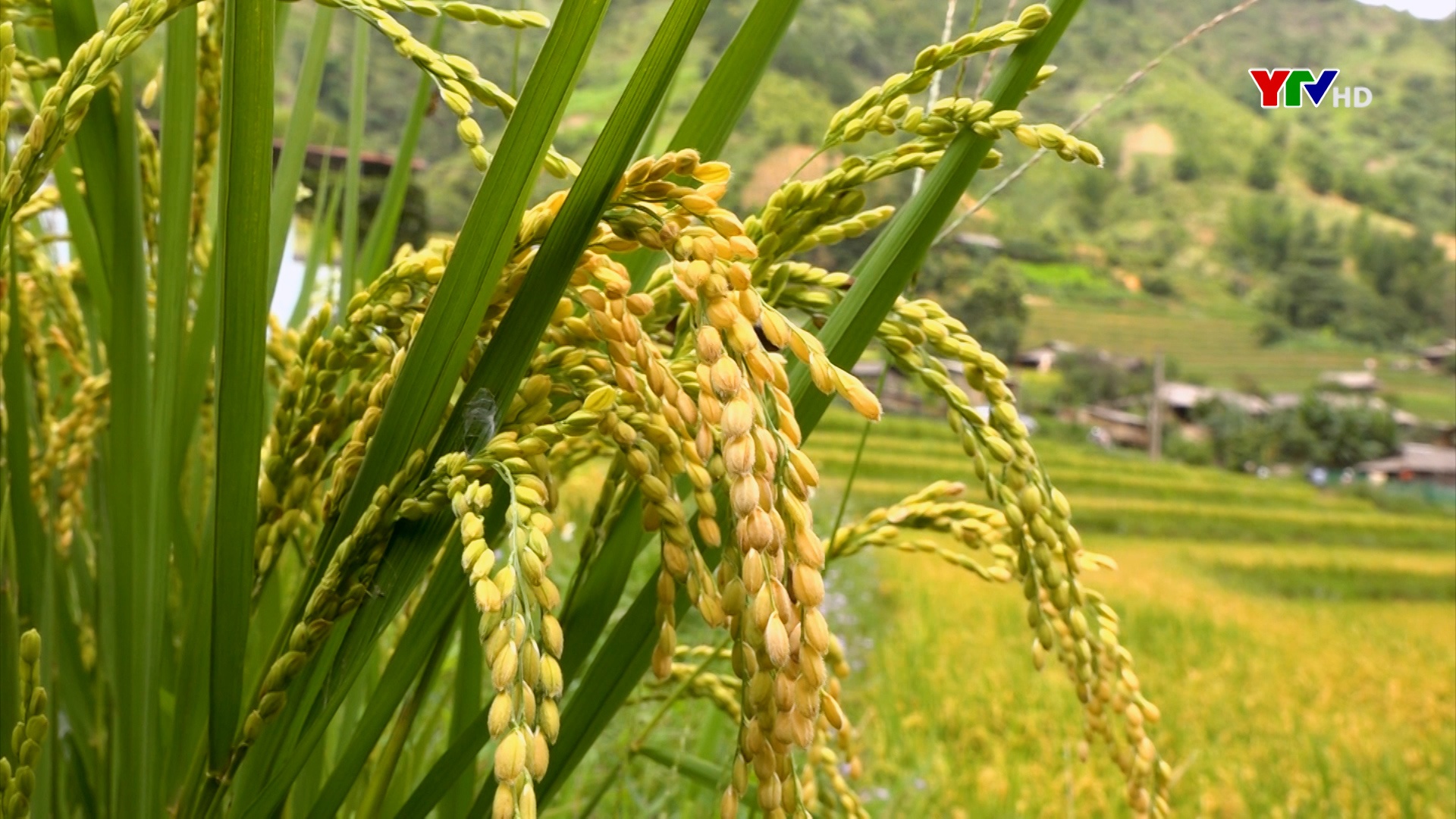 Người uy tín Yên Bái phát huy vai trò trong tuyên truyền, vận động đồng bào phát triển kinh tế - xã hội (số 1 tháng 11 năm 2024)