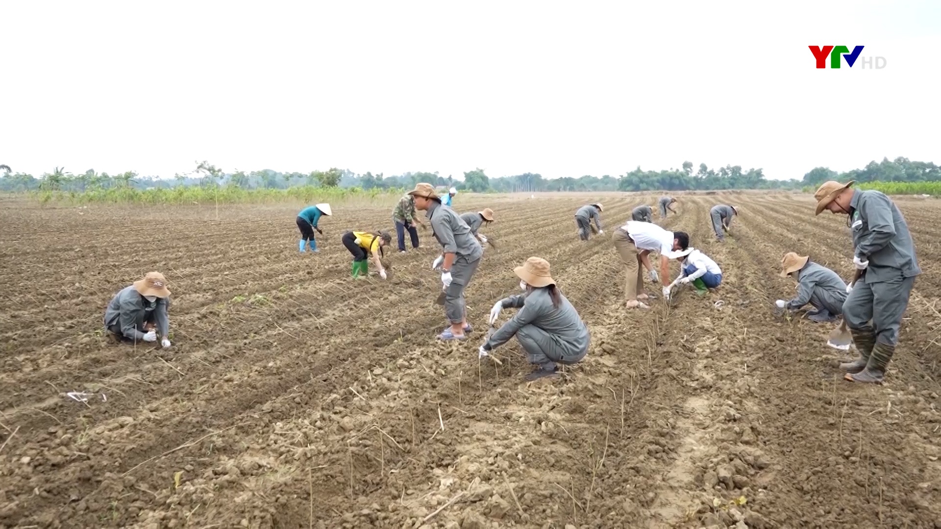 Trấn Yên phân bổ kịp thời cây con giống hỗ trợ cho các địa phương