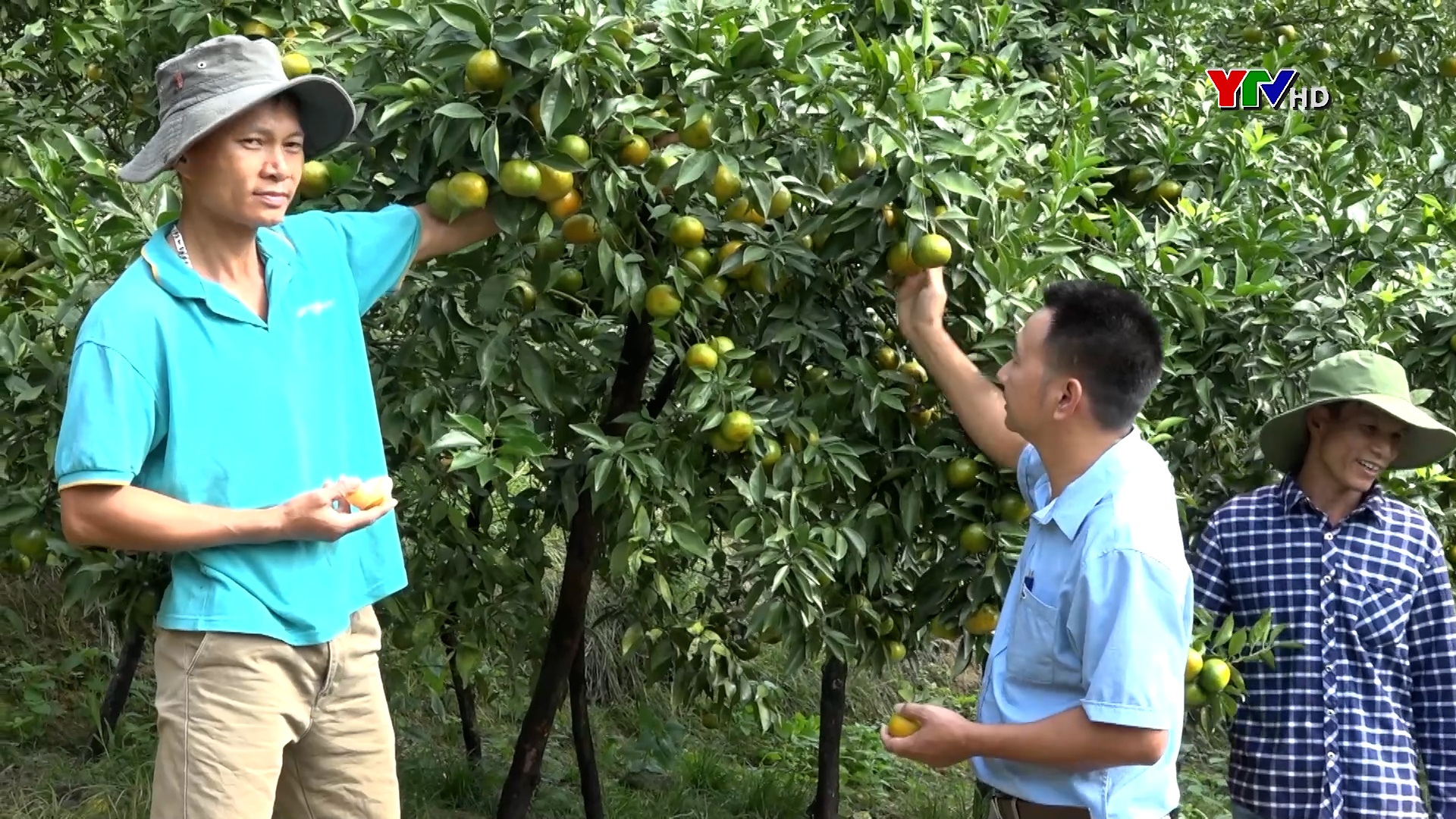 Văn Chấn: Nông dân phấn khởi khi cam được mùa, được giá